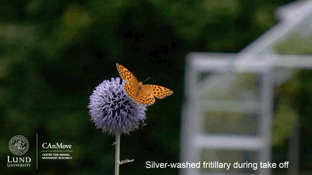 A silver-washed fritillary butterfly taking off from a purple allium blossom