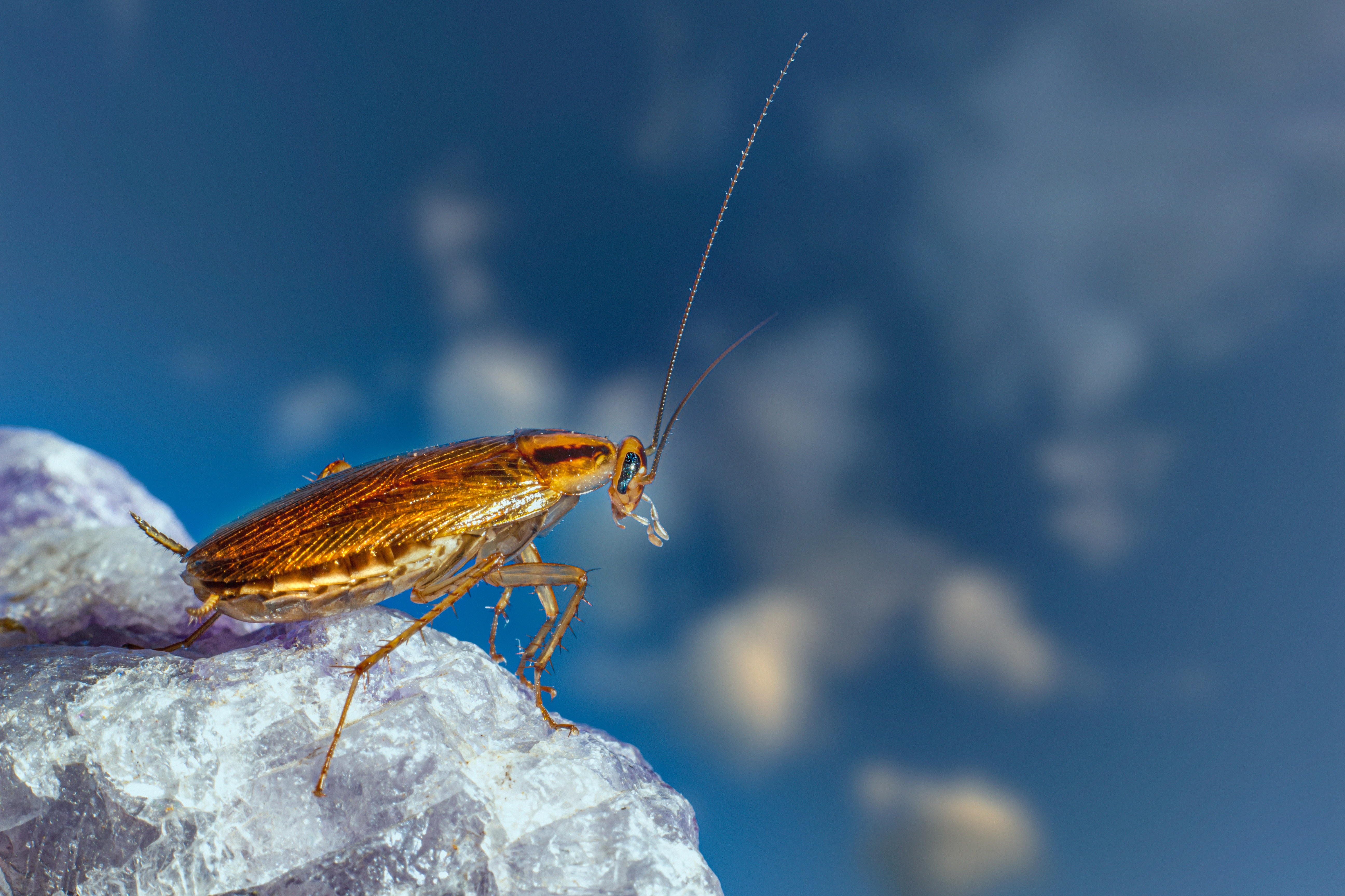 Cockroach Sex is Evolving in Response to Pesticides | Smart News - Vimarsana News