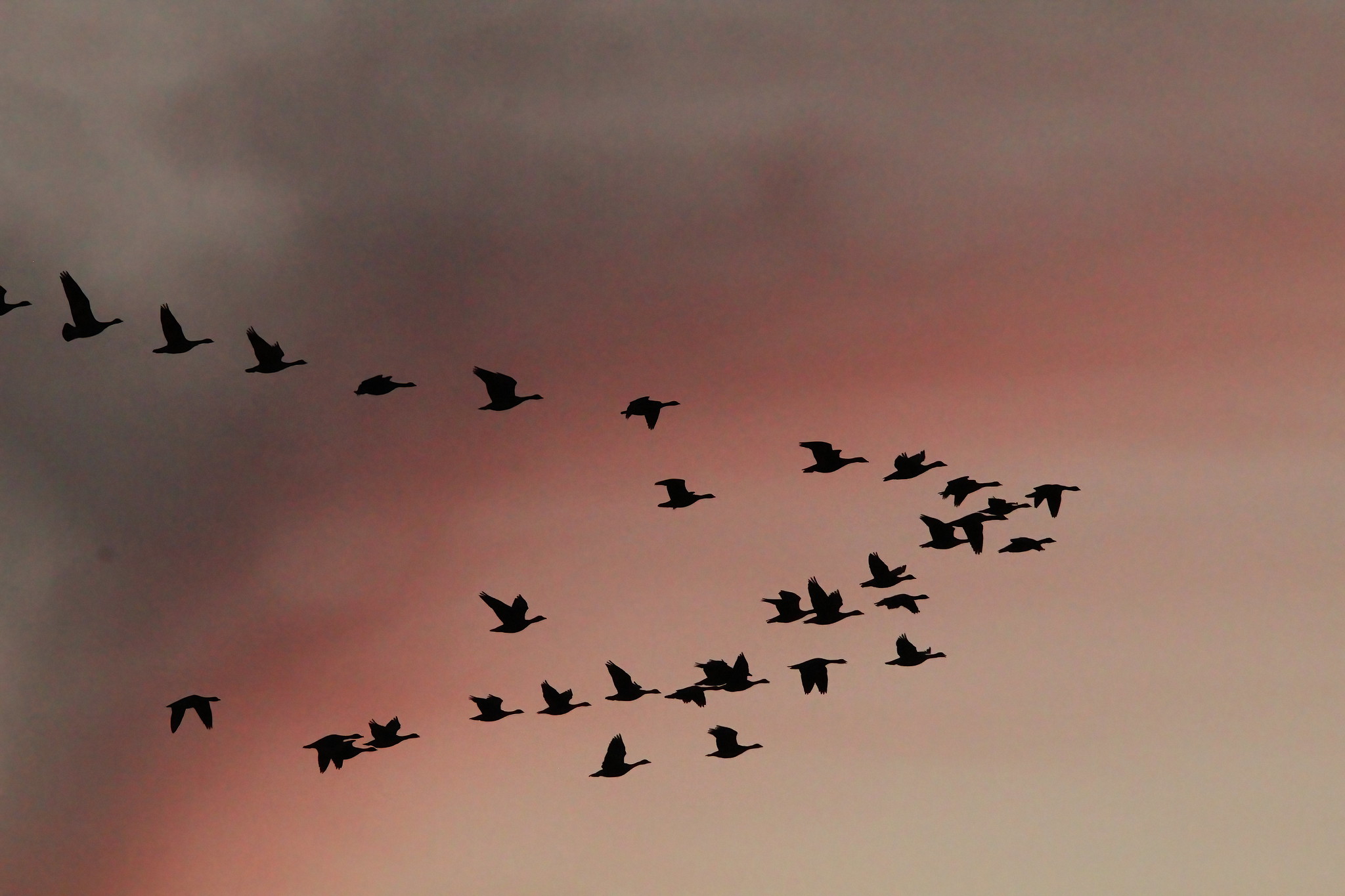 Scientists Are Using These High-Tech Tools to Study Bird Migration | Innovation - Vimarsana News