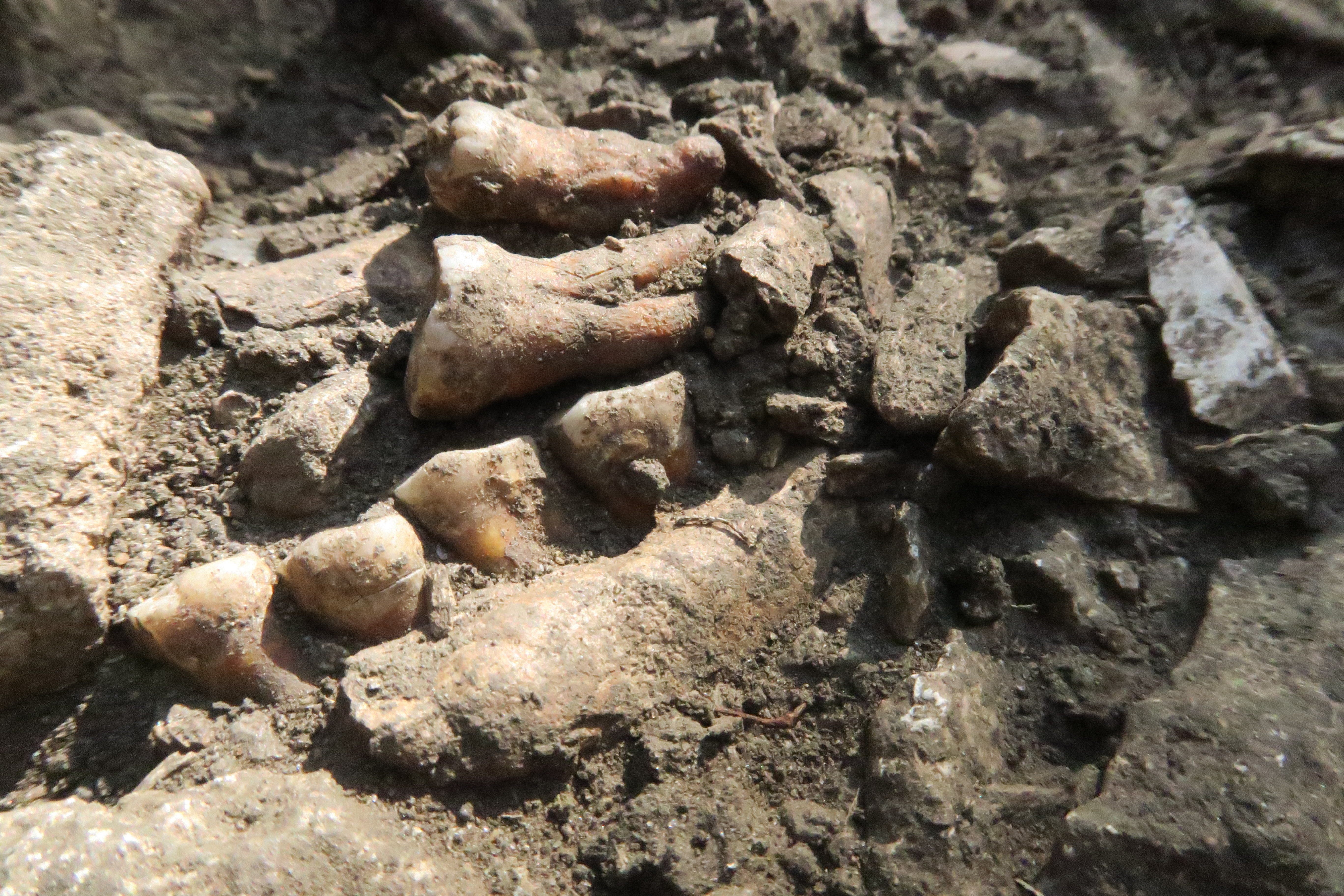 Bones embedded in dirt