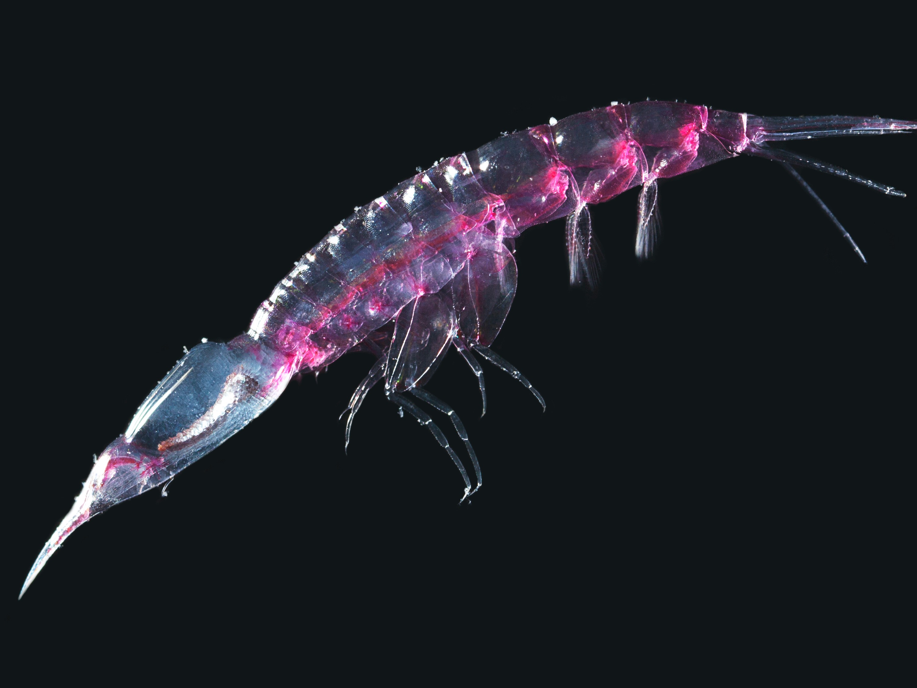 Say Hello to the Scientist Using DNA to Track Plankton Diversity - Vimarsana News
