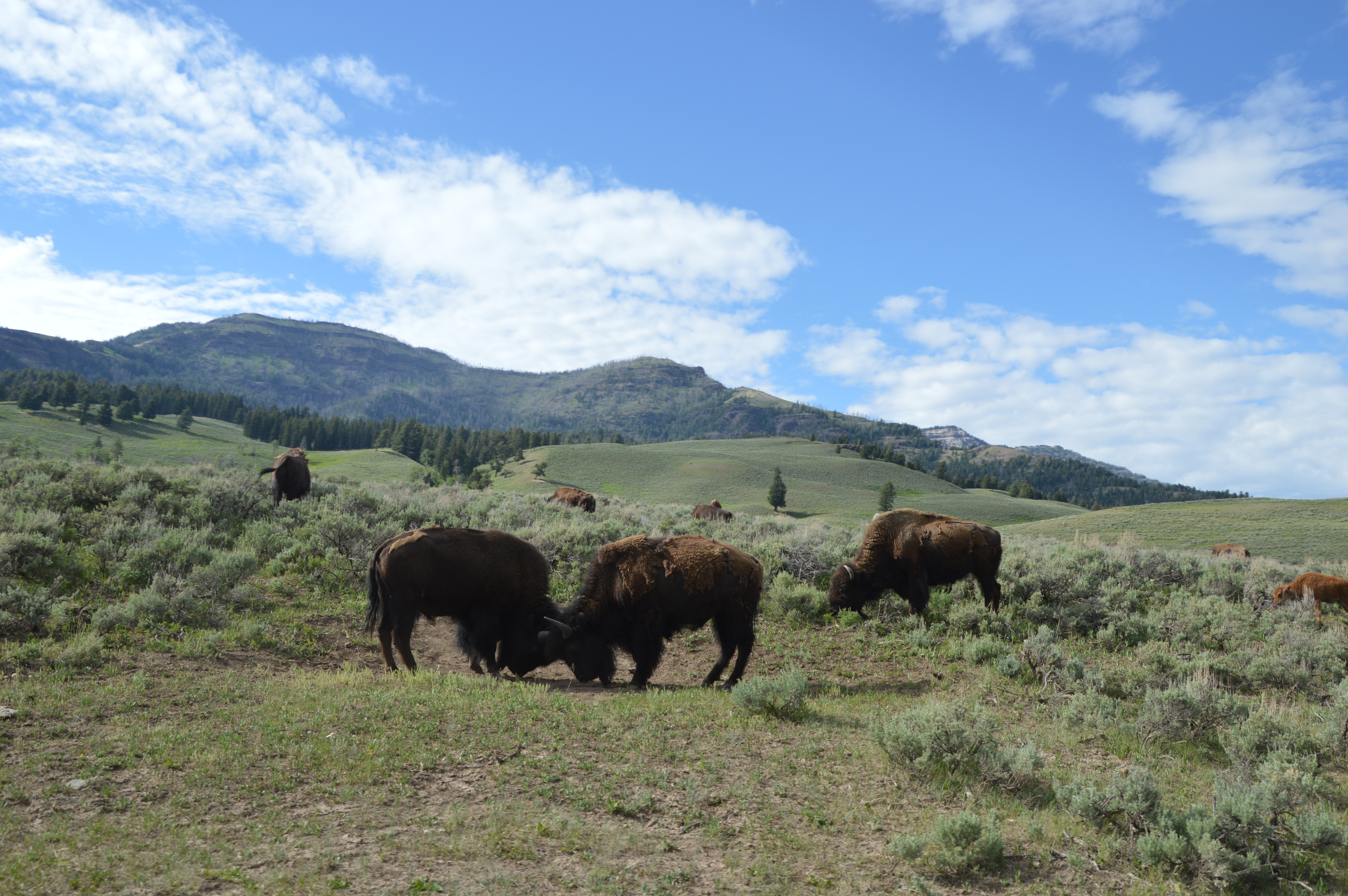 Bison fight