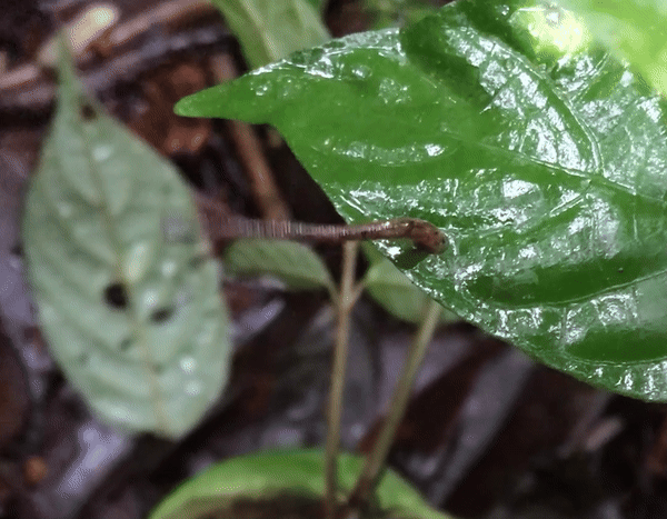 Moving image of a leech jumping off a leaf