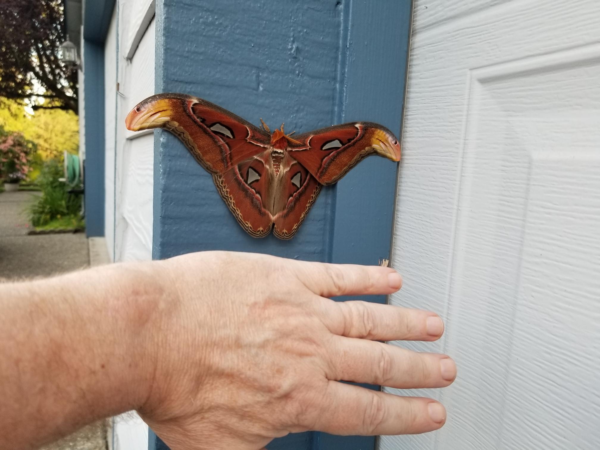 First U.S. Sighting of Massive Atlas Moth Confirmed | Smart News - Vimarsana News
