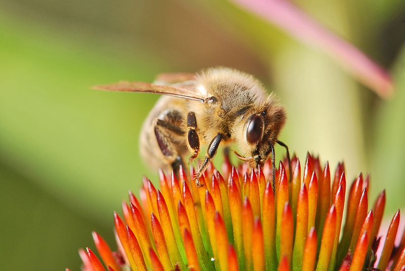Genetic Analysis Reveals the Origins of the World's Most Common Honeybee Species | Smart News - Vimarsana News