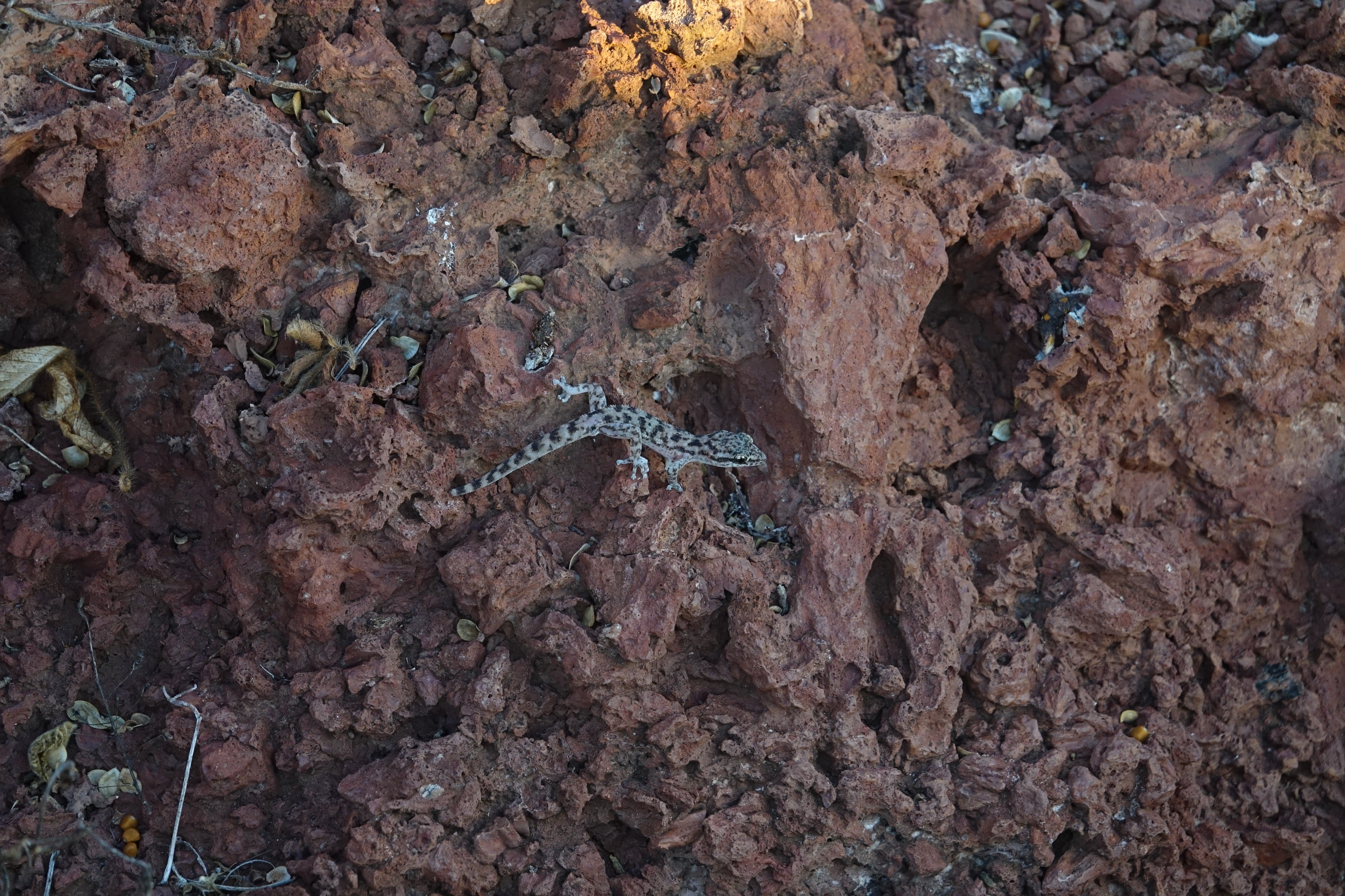 Rocky surface with small lizard