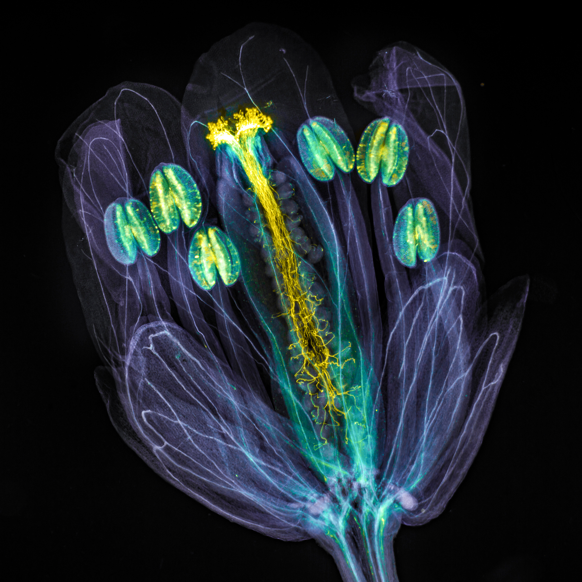 Discover the Microscopic Wonders of Olympus' 2021 Image of the Year Awards | Smart News - Vimarsana News