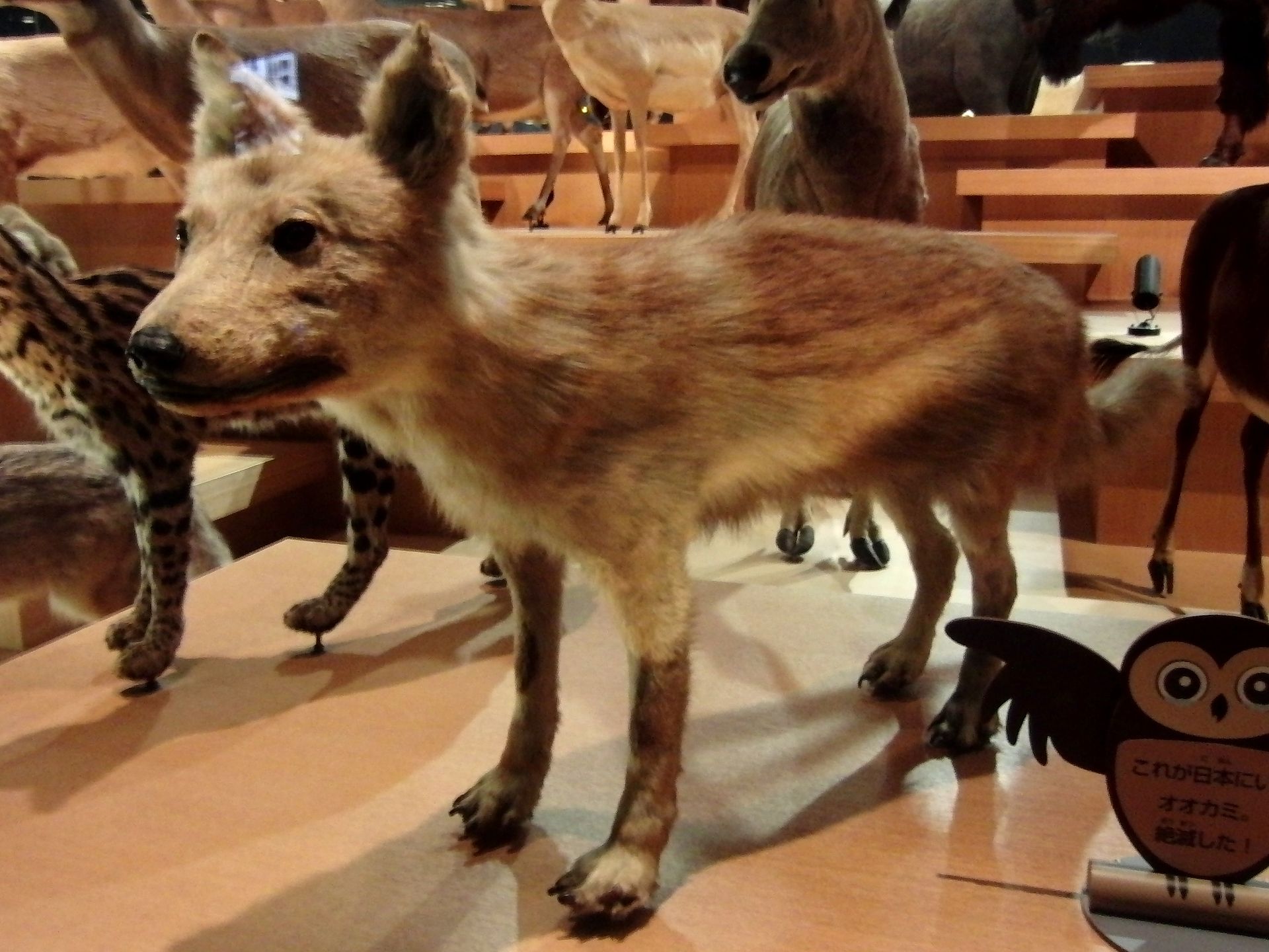 Ancient Japanese Wolves May Be the Closest Wild Relative of Modern Dogs | Smart News - Vimarsana News