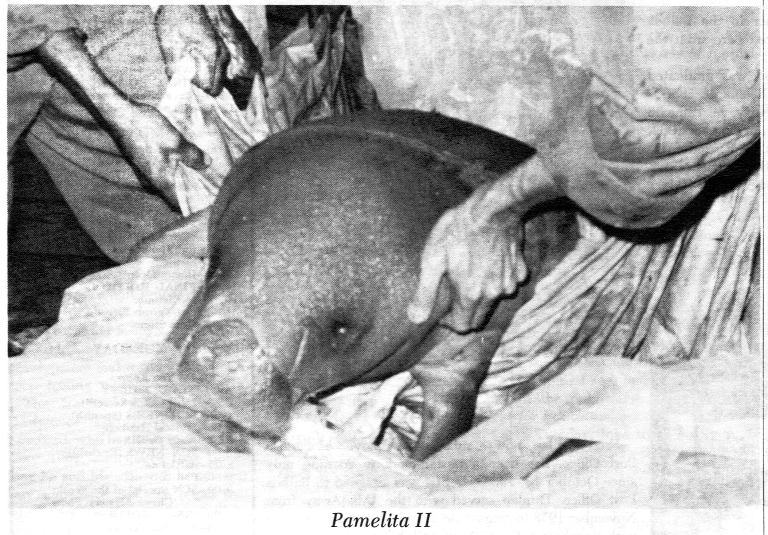 Have Antillean Manatees Crossed the Panama Canal into the Pacific? - Vimarsana News