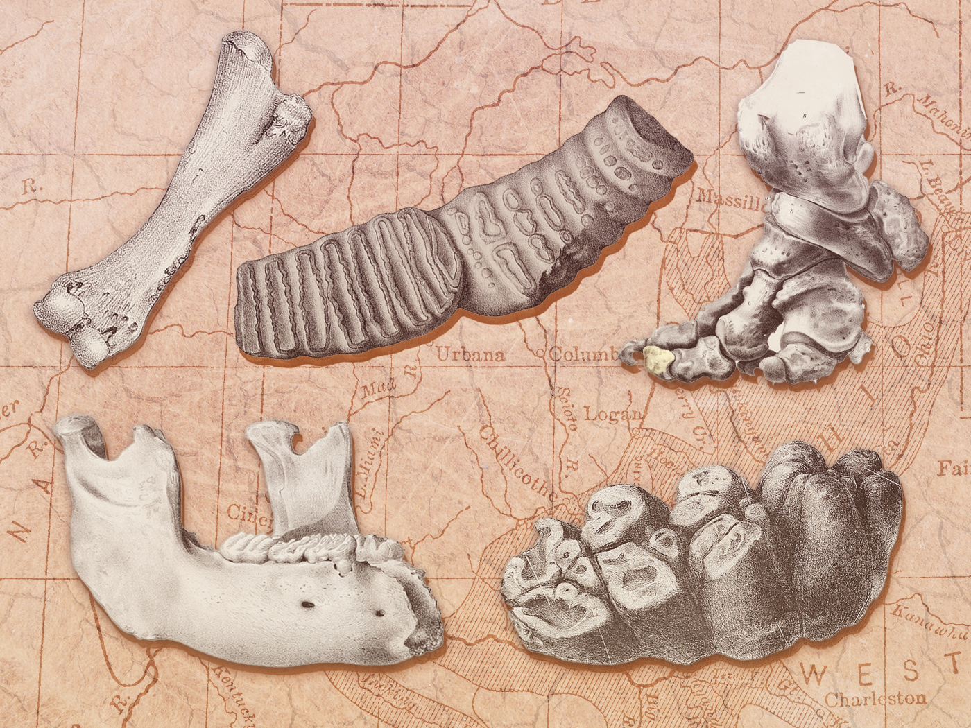 The First Fossil Finders in North America Were Enslaved and Indigenous People | History - Vimarsana News