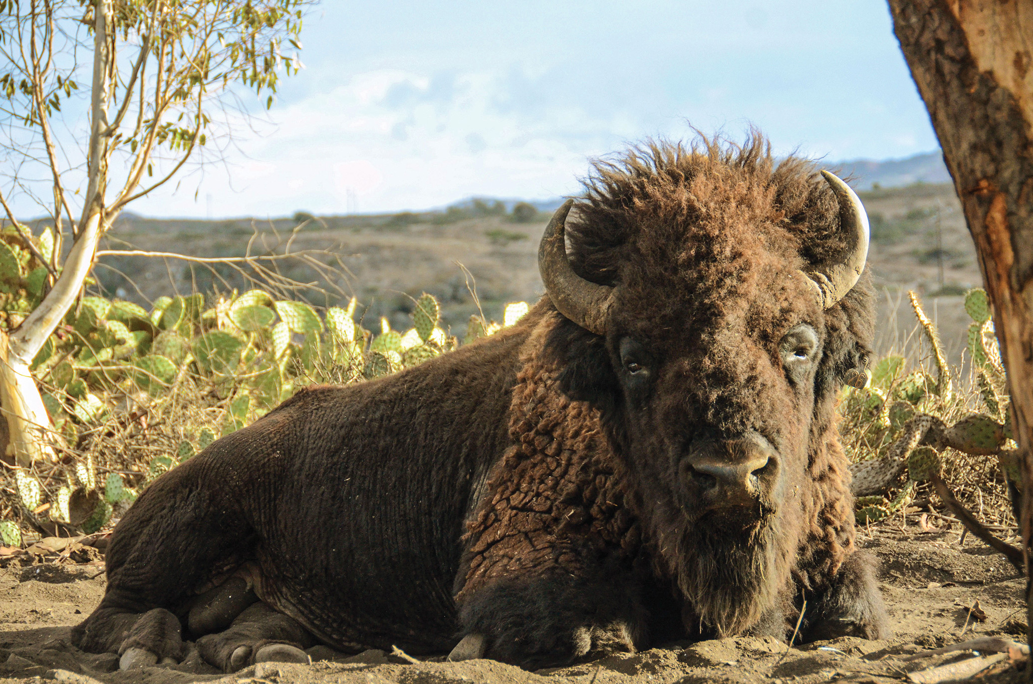 The Uneasy Future of Catalina Island's Wild Bison | Science - Vimarsana News