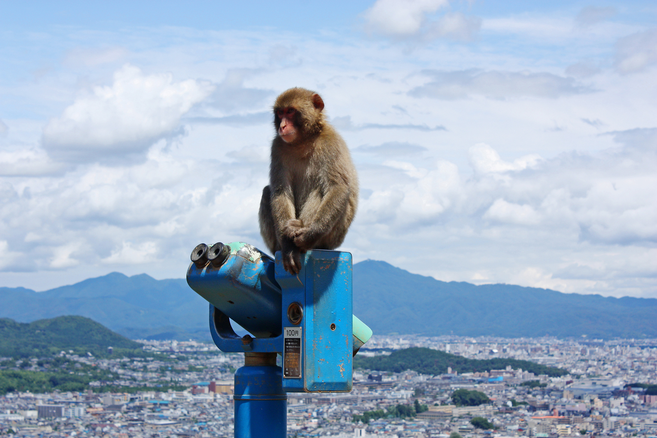City in Japan Under Siege by Marauding Monkeys | Smart News - Vimarsana News