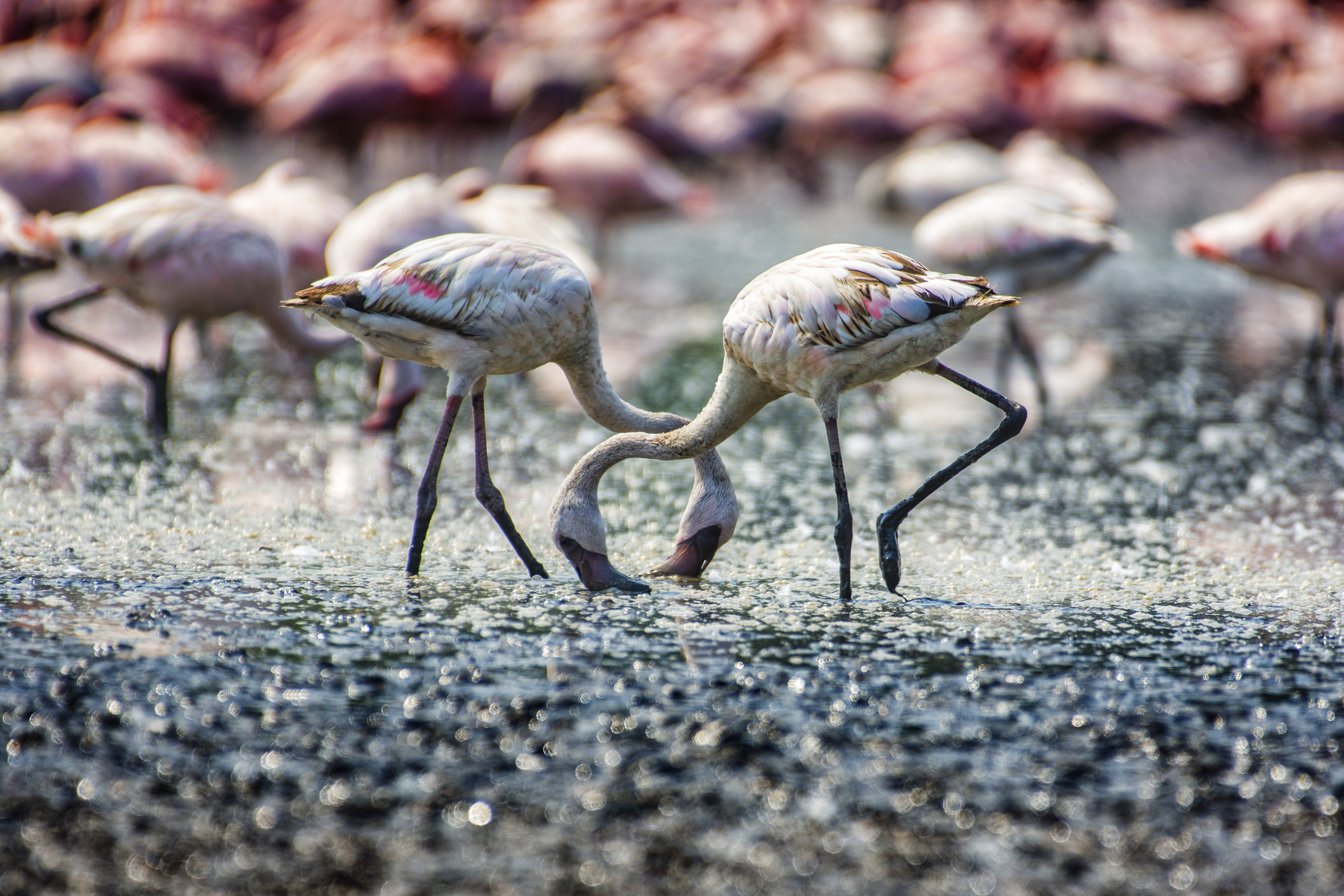Mumbai Is Embracing the 100,000 Flamingos That Winter on Its Coast | Travel - Vimarsana News