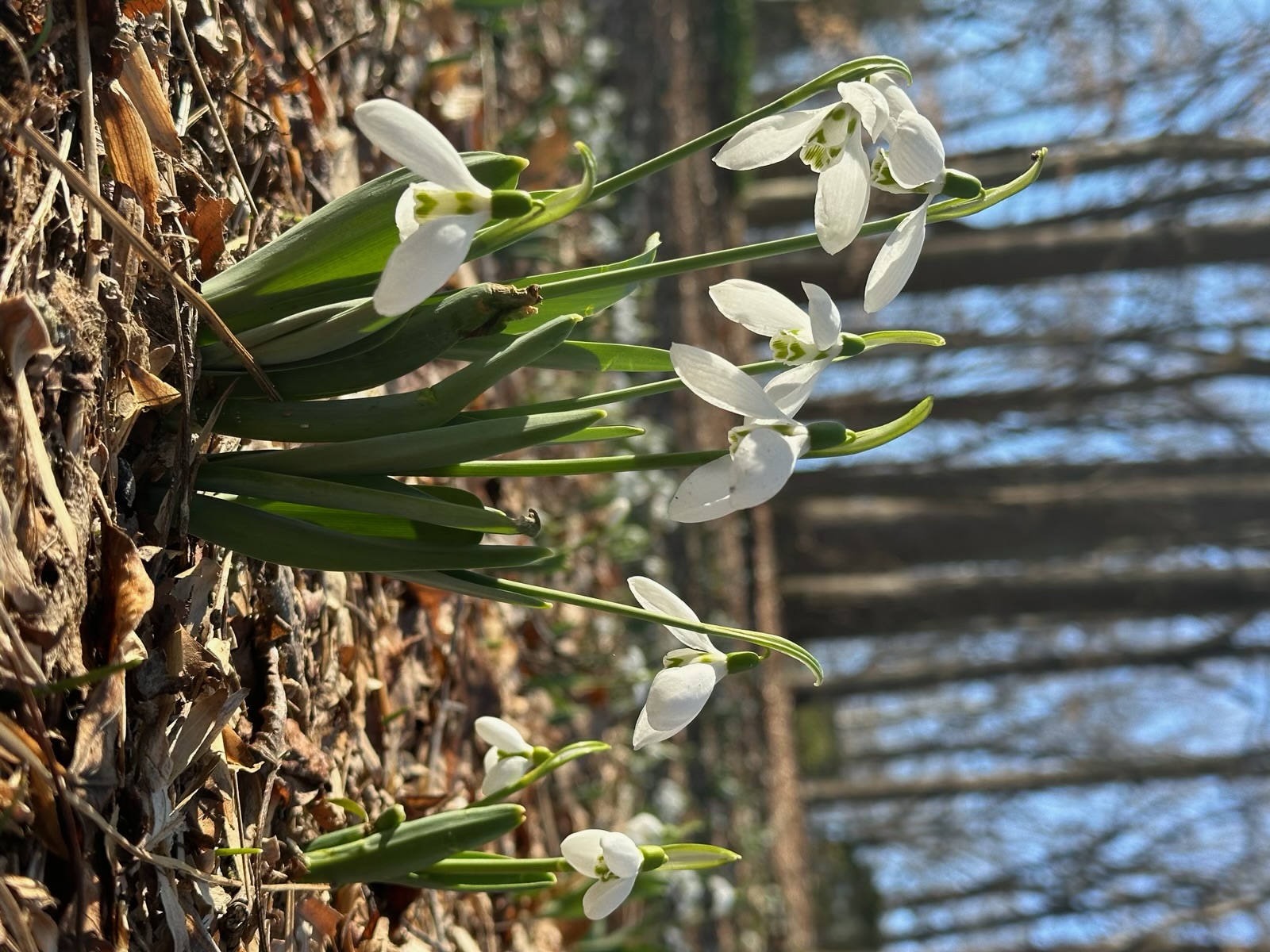 snowdrop flowers blooming near to the ground
