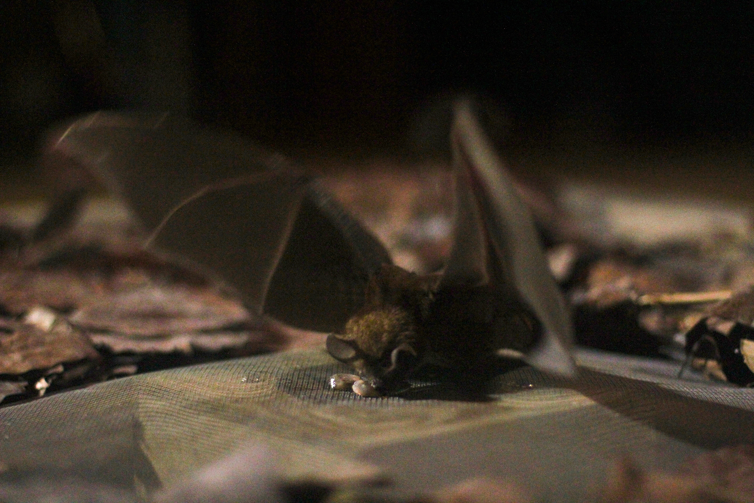Does this ring a bell? Wild bats can remember sounds for years - Vimarsana News