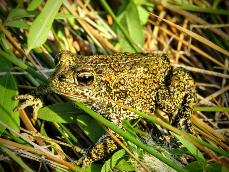 Nevada Toad Receives Rare Emergency Protection | Smart News - Vimarsana News