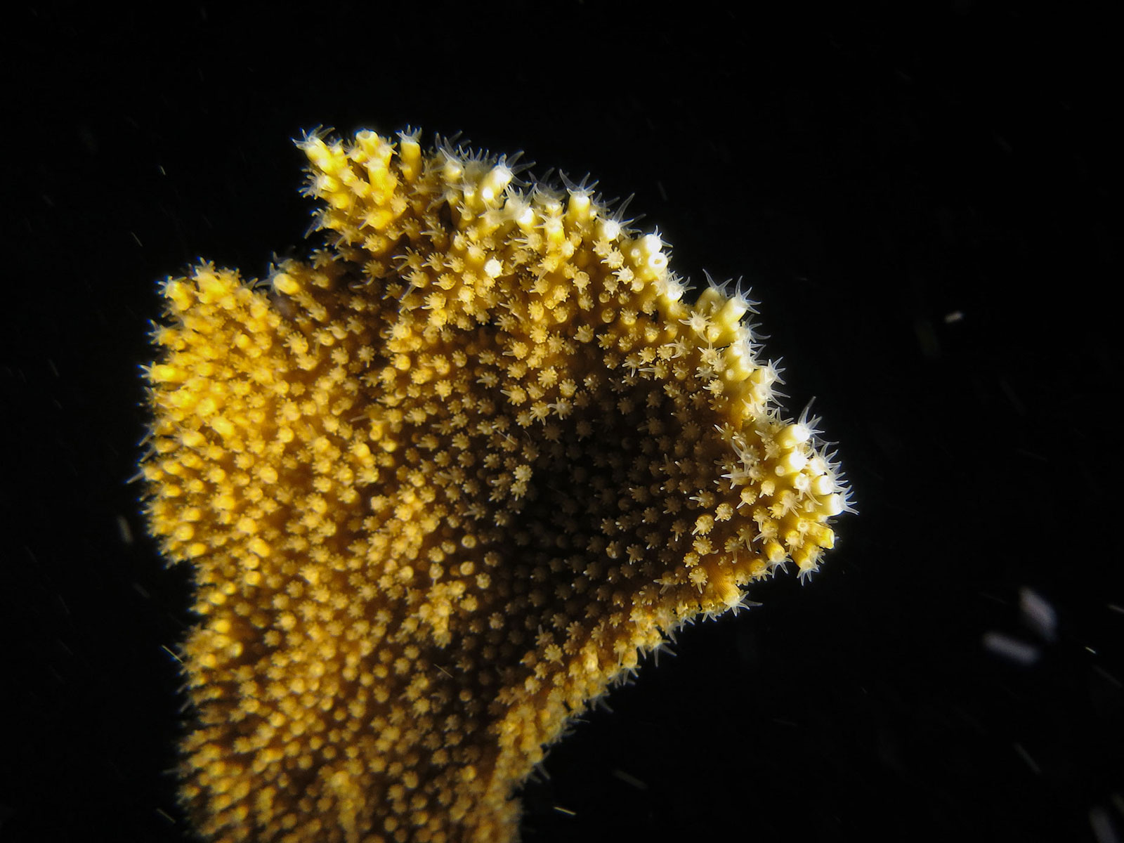 This Moonshot for Coral Breeding Was Successful | Science - Vimarsana News