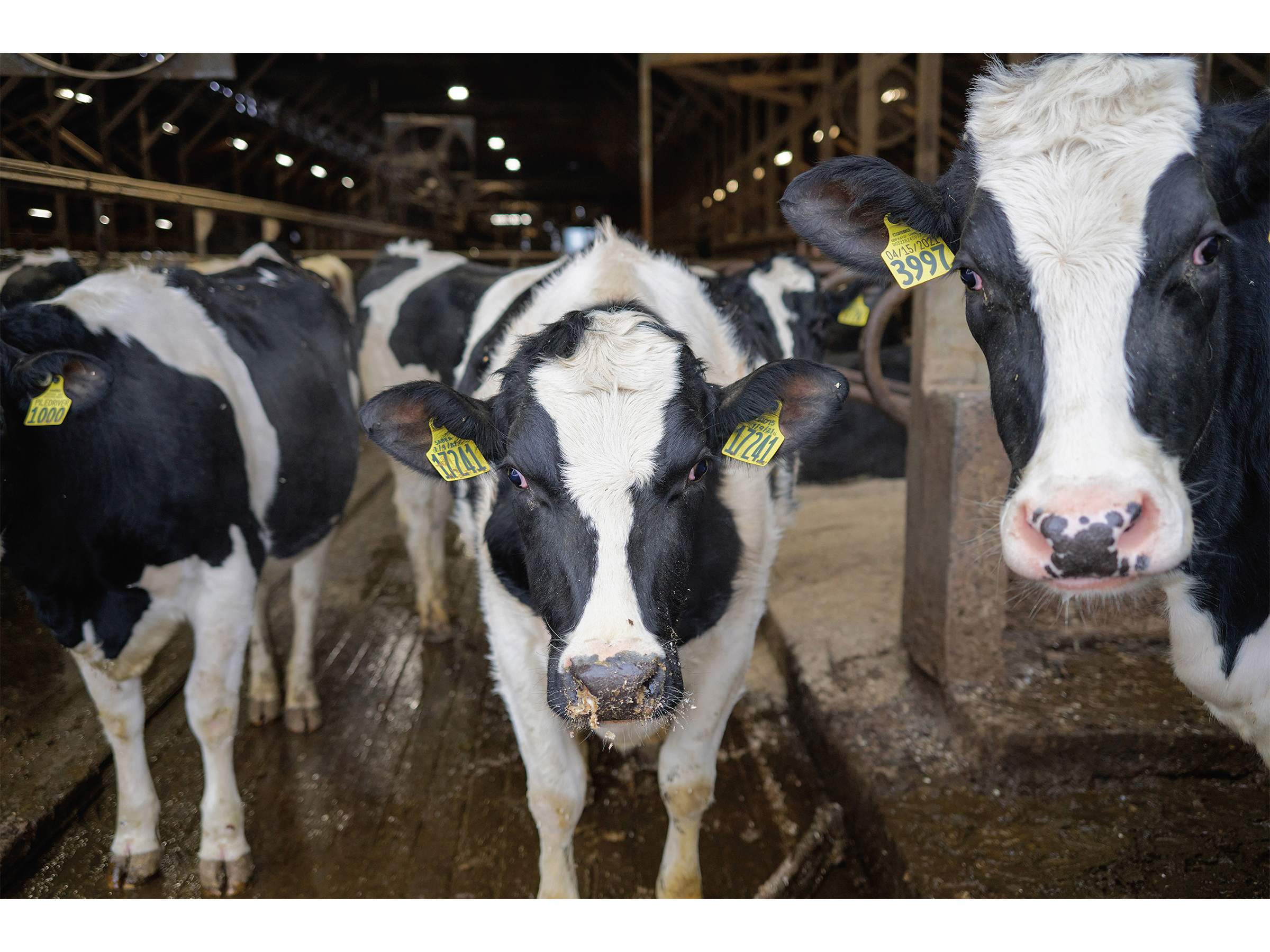 How Dairy Farmers Are Turning Manure Into Money | Innovation - Vimarsana News
