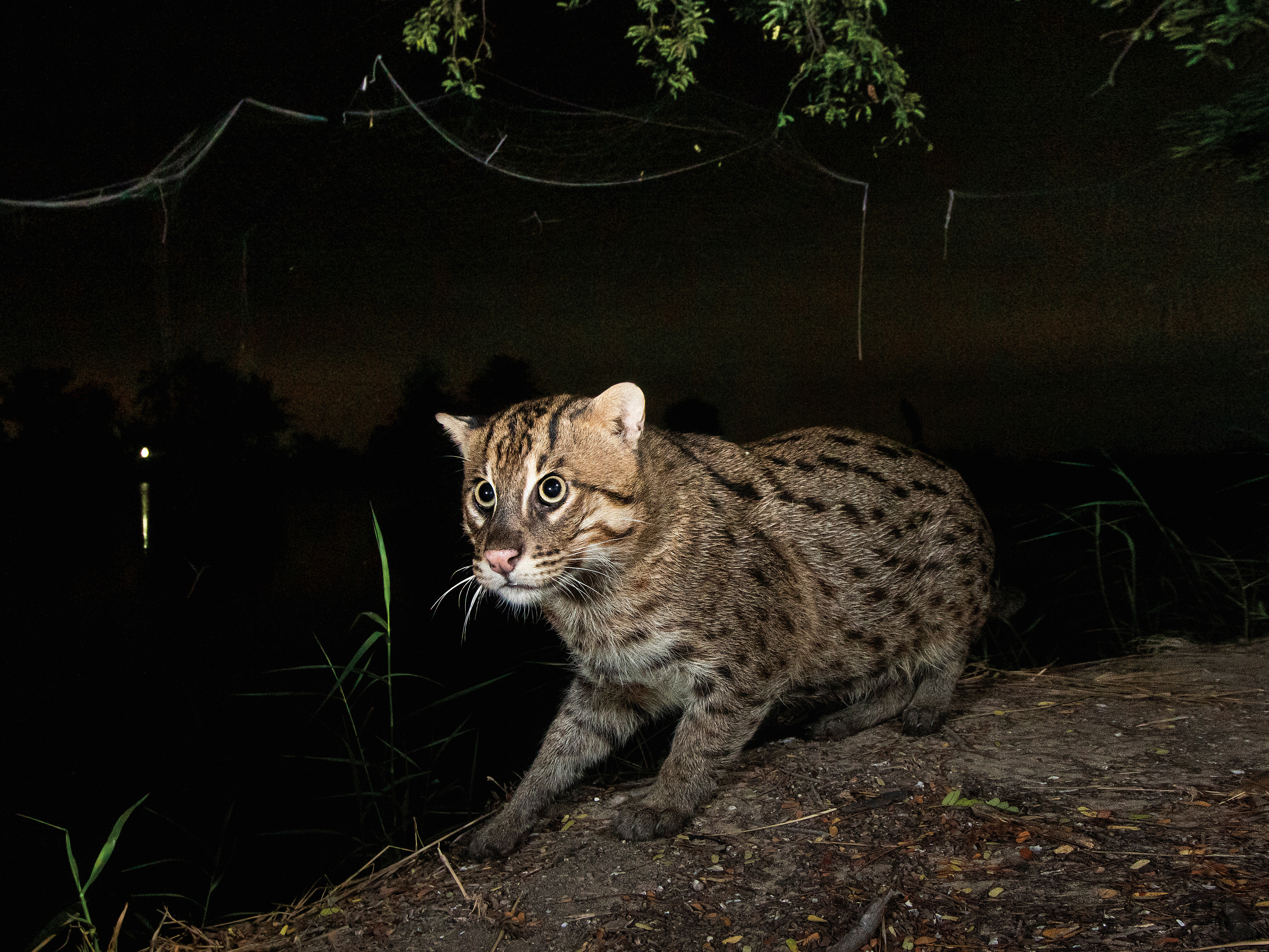 Fishing Cats Face Many Human Threats. What Can Be Done to Save Them? | Science - Vimarsana News