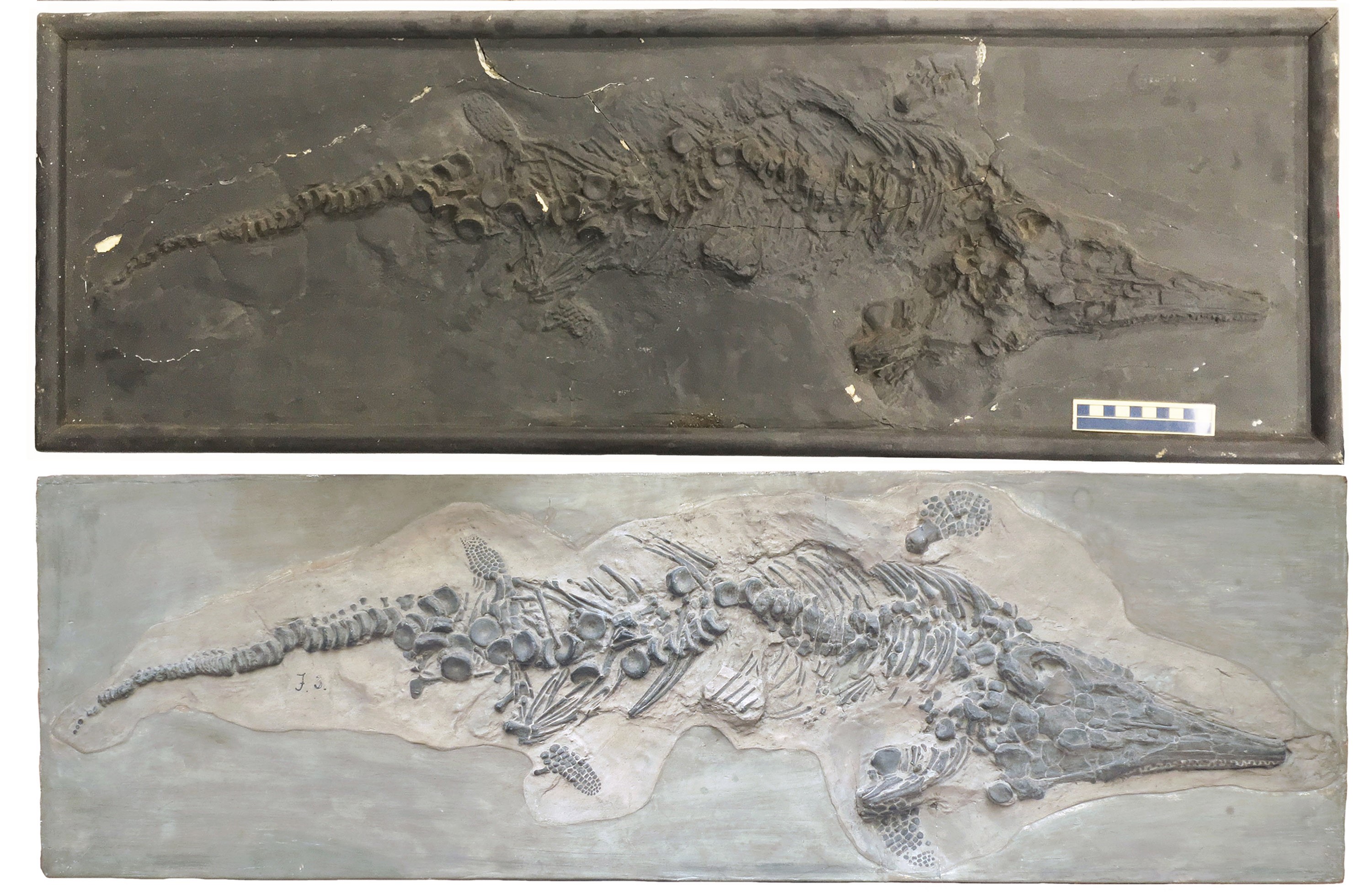 Scientists Find Plaster Copies of Fossil Destroyed by Nazis | Smart News - Vimarsana News