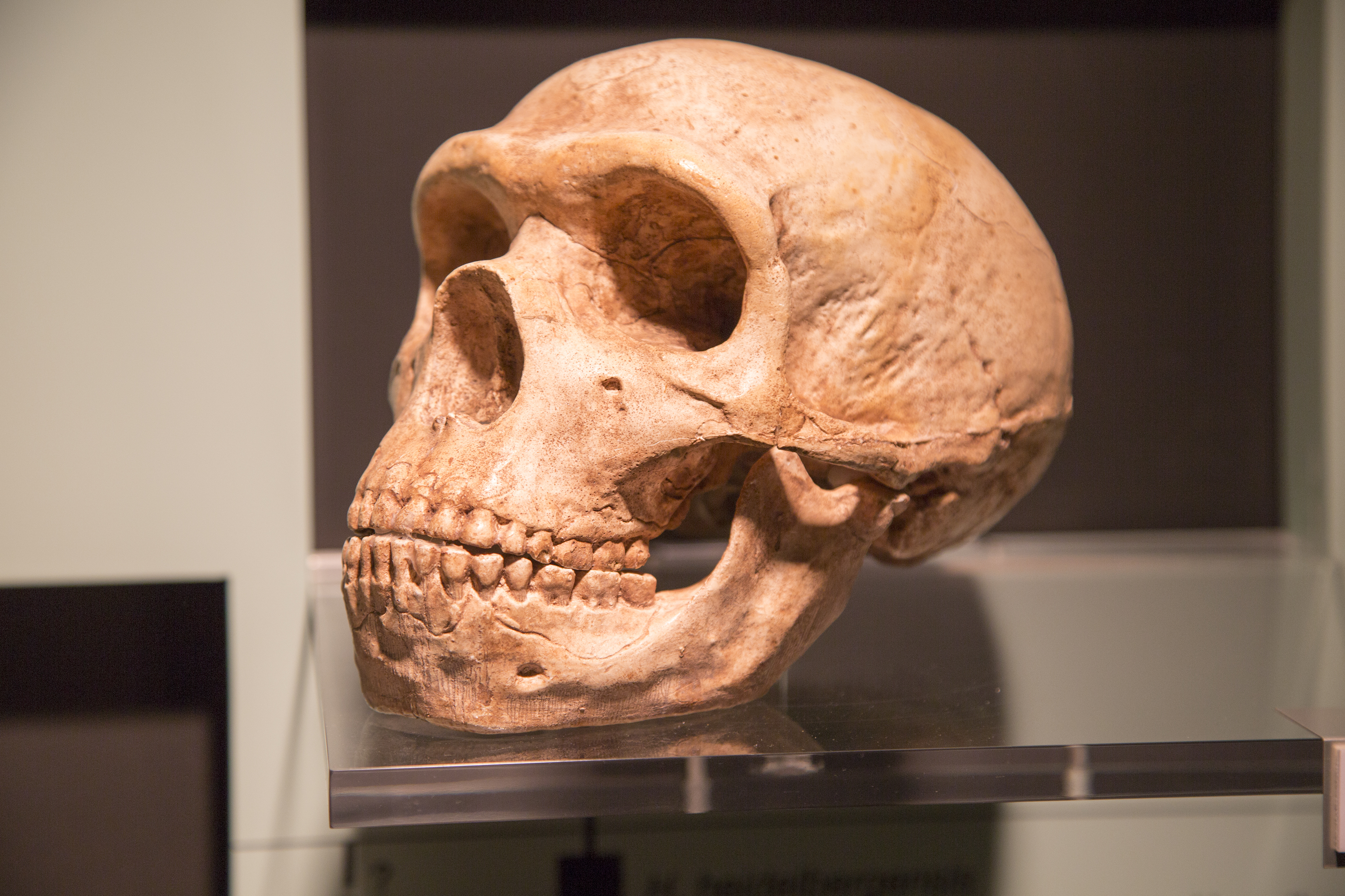 What's the Difference Between a Human and Neanderthal Brain? | Smart News - Vimarsana News