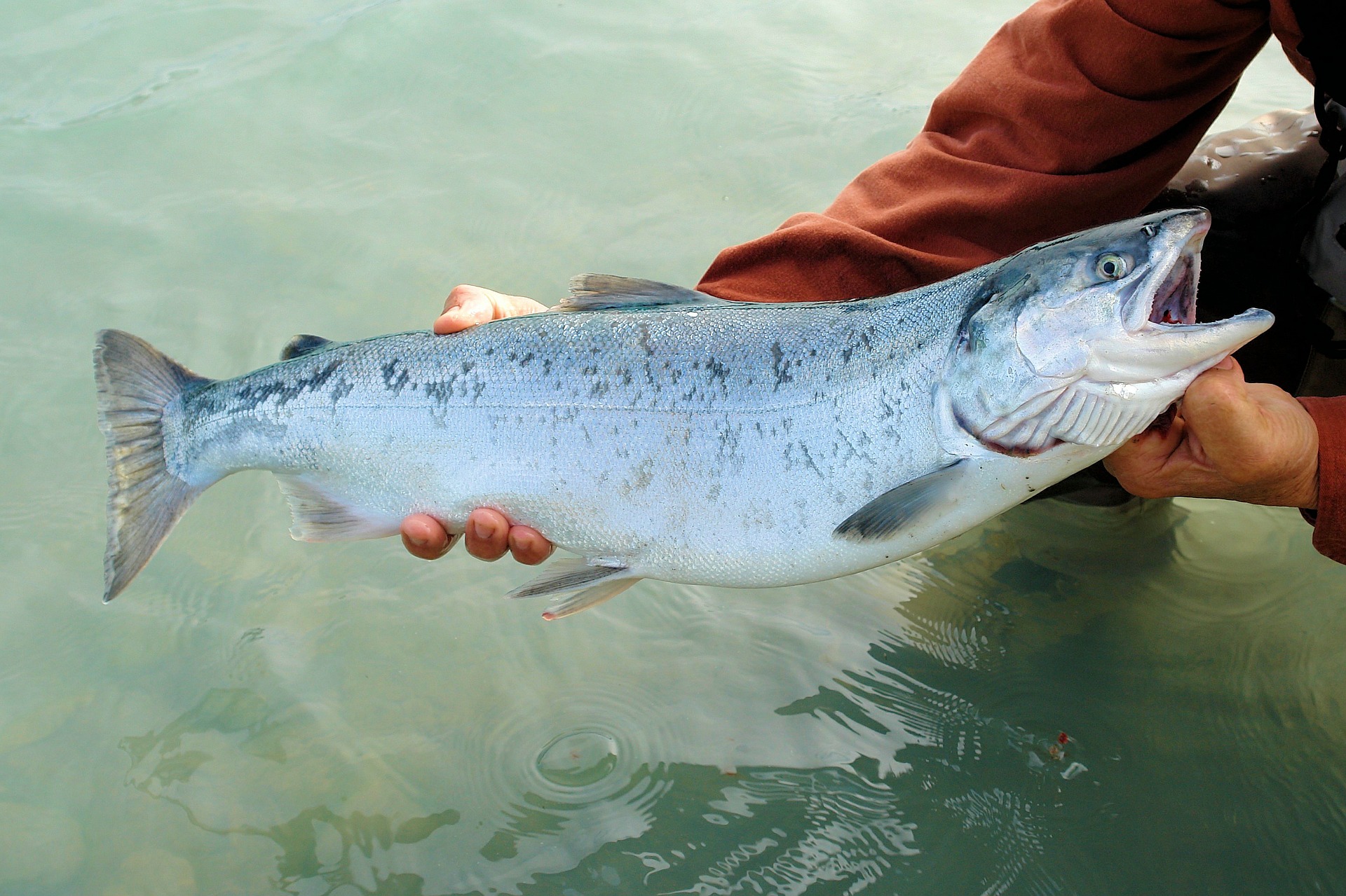 Scientists Made an Eco-Friendly Plastic Using DNA From Salmon Sperm | Smart News - Vimarsana News