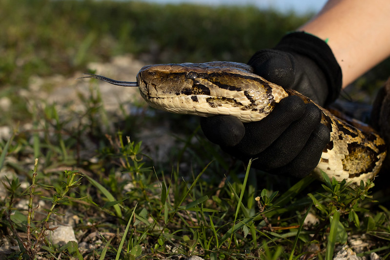 Florida Teen Wins $10,000 for Hunting Invasive Pythons | Smart News - Vimarsana News