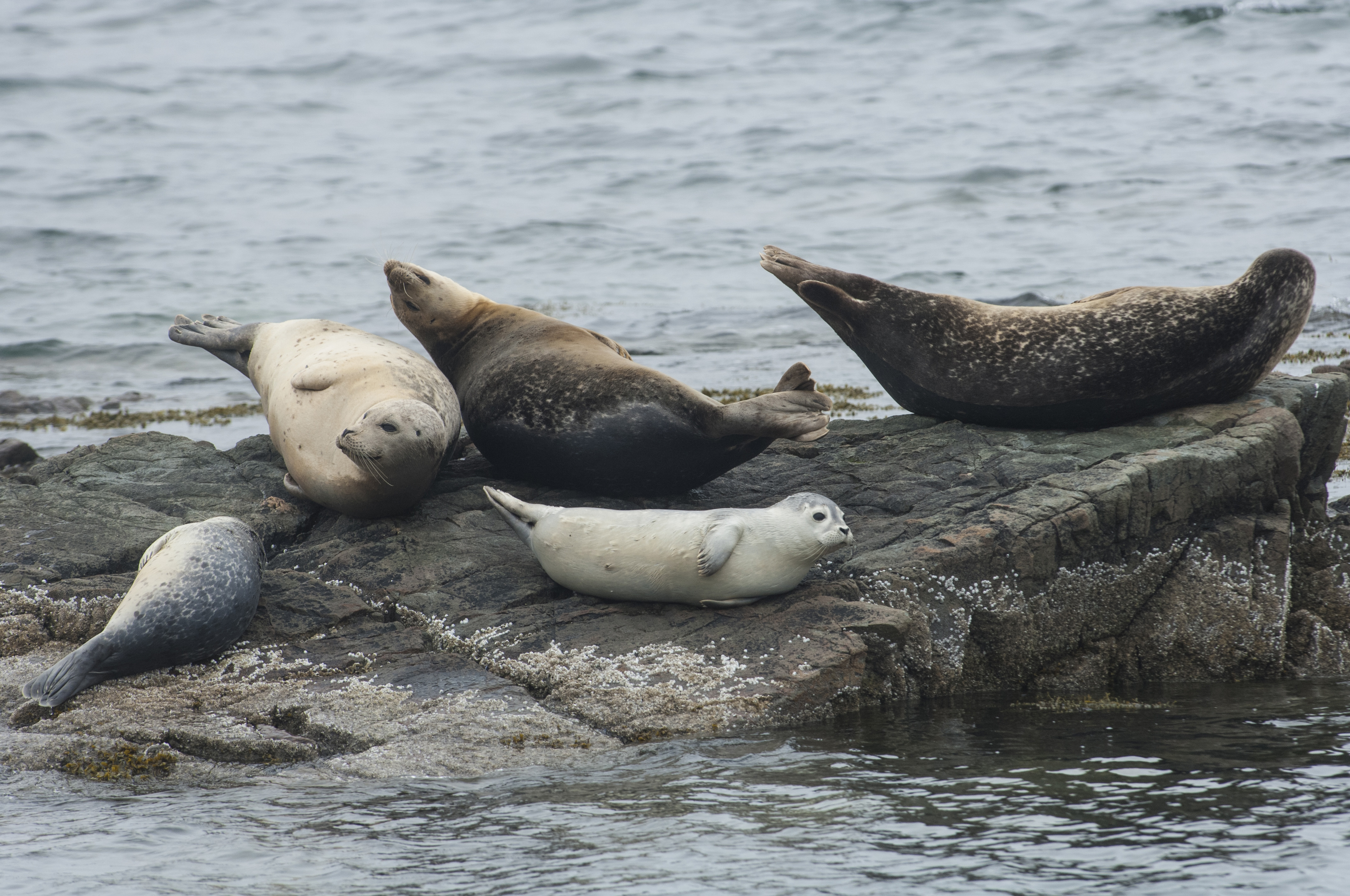 Seal Strandings in Maine Linked to Bird Flu | Smart News - Vimarsana News