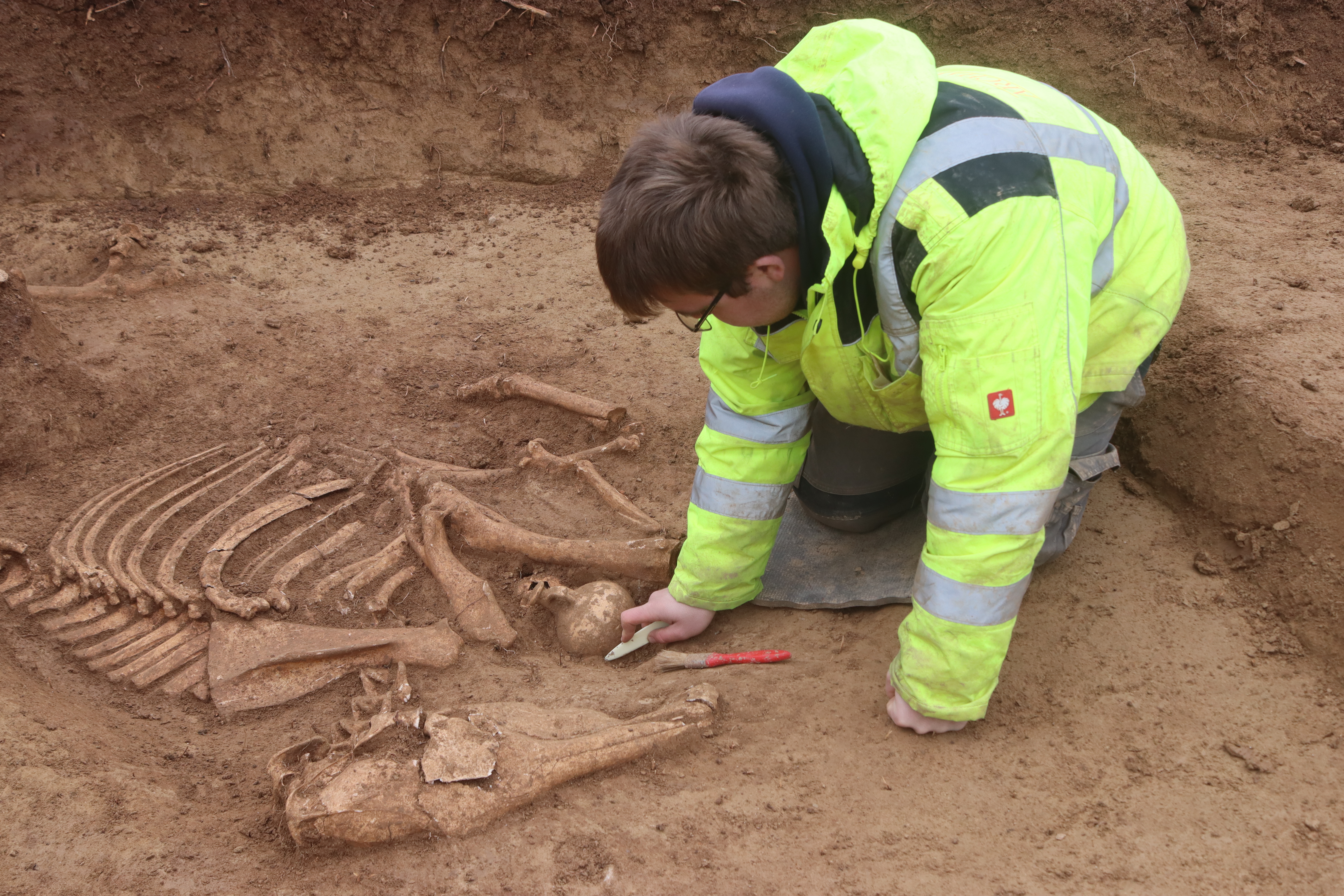 Archaeologist inspecting horse skeleton