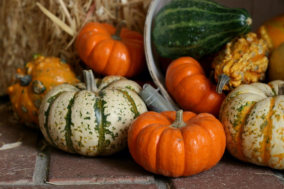 Say Hello to the Scientist Harvesting Clues About Ancient Gourds and Maize - Vimarsana News