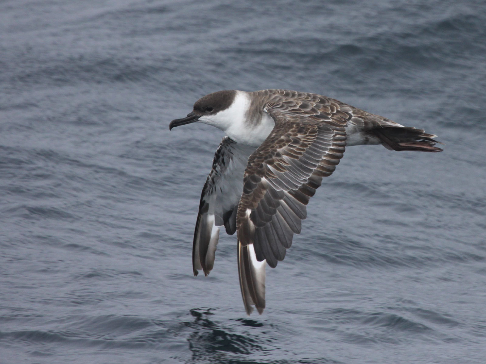 Regulators Look to Protect a Seabird Hotspot in the Middle of the Atlantic Ocean | Science - Vimarsana News