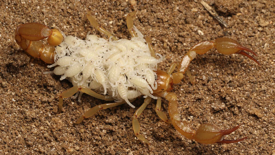 These California Teens Discovered Two New Scorpion Species | Smart News - Vimarsana News