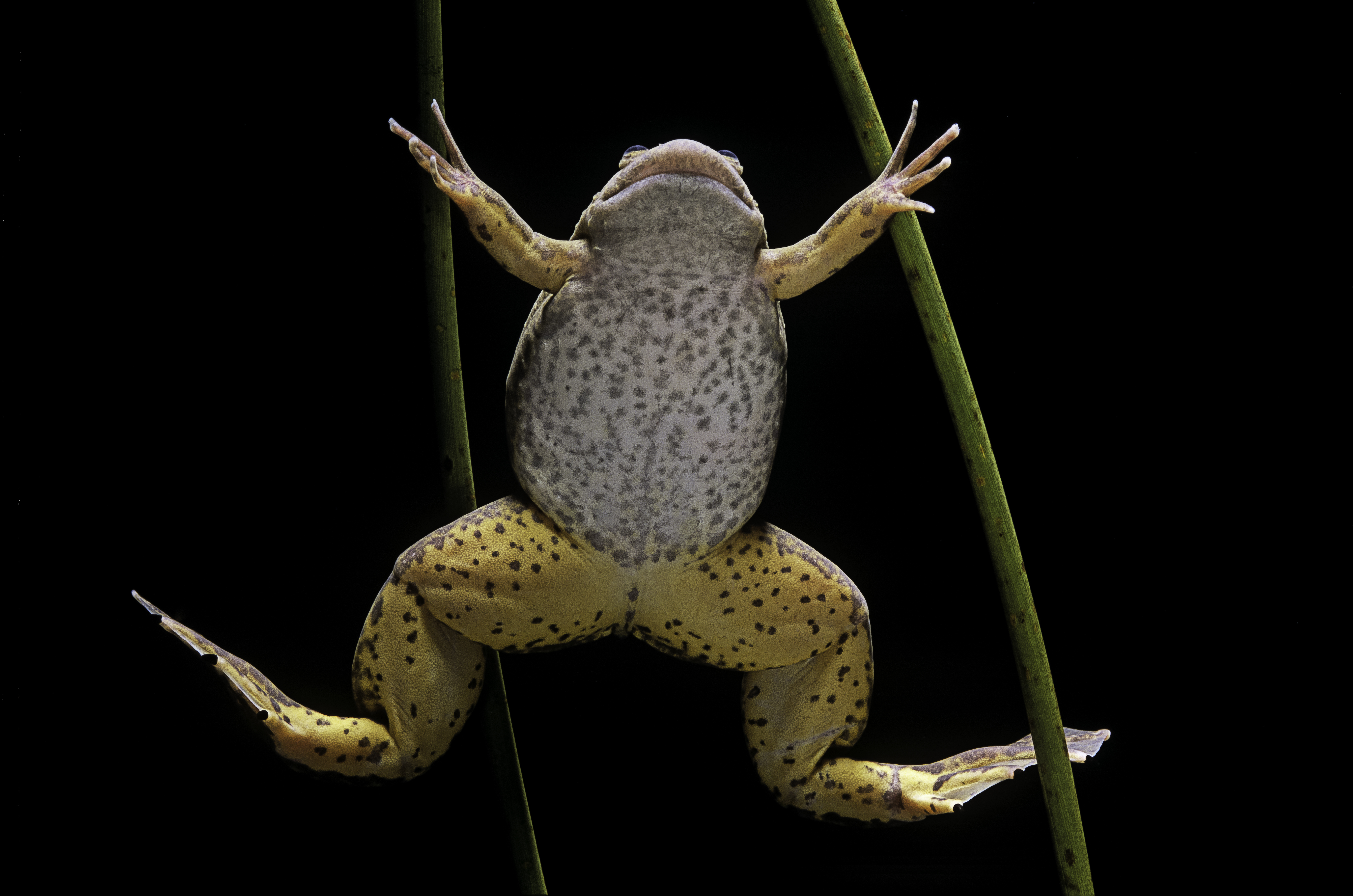 Frogs Can Regrow Lost Legs in the Lab. Now, Researchers Say Human Limb Regeneration Could Happen 'in Our Lifetime' | Smart News - Vimarsana News