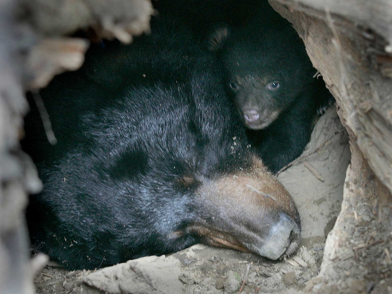 Why Amazing Discoveries About Bear Hibernation May Help Improve Human Health | Science - Vimarsana News
