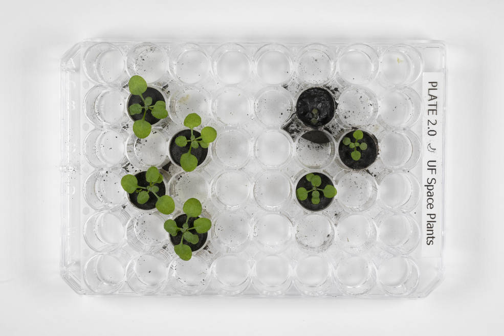 Scientists Prove That Plants Can Grow in Soil From the Moon | Smart News - Vimarsana News