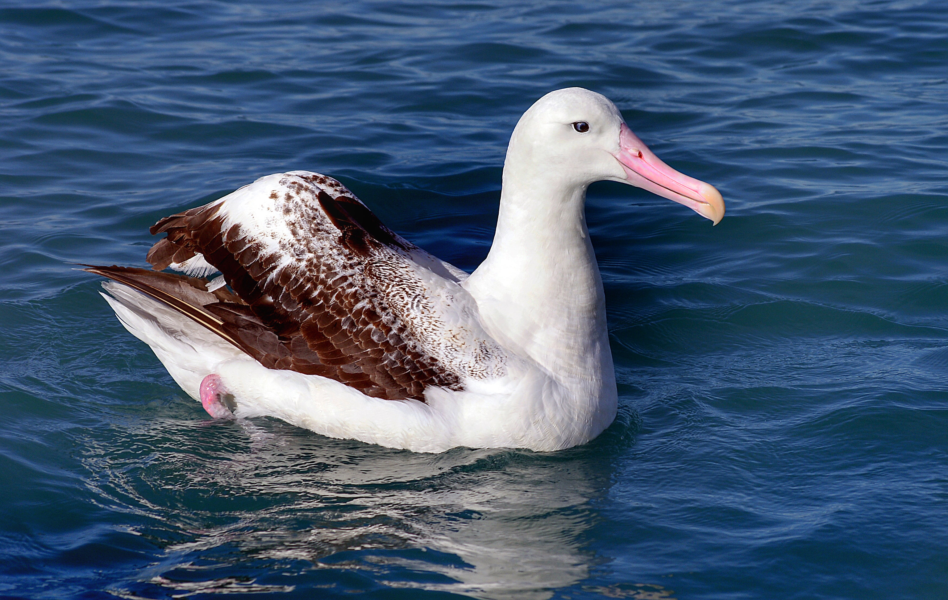 The Ambitious Plan to Stop Mice From Eating Seabirds | Smart News - Vimarsana News