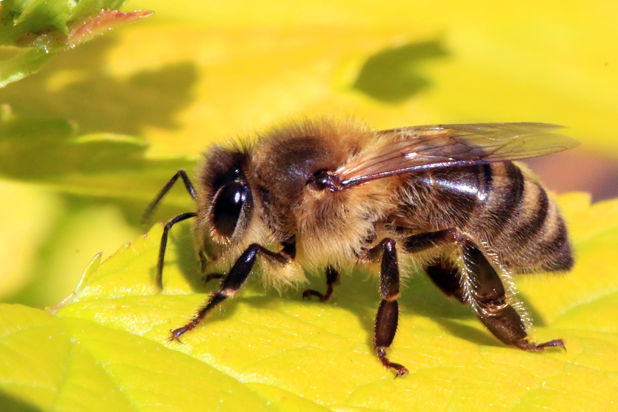 Honeybee Swarms Can Produce as Much Electric Charge as a Storm Cloud | Smart News - Vimarsana News
