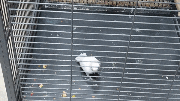 a white parrot brings a piece of rusk from the bottom of its cage up to its water bowl on a perch