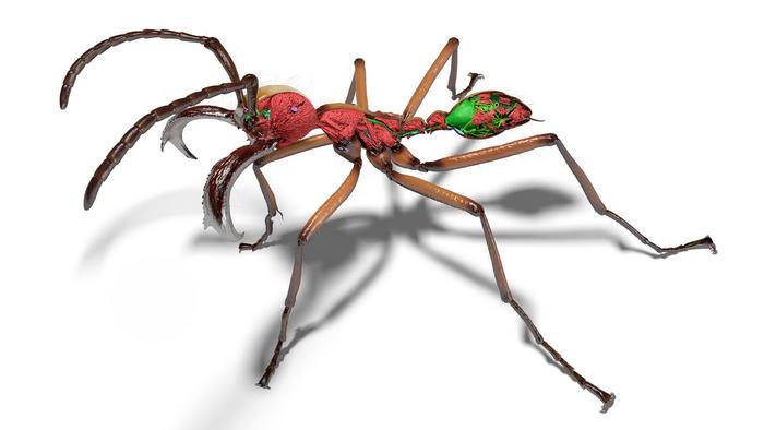 シンクロトロンでアリ2000匹を1週間で3Dスキャン