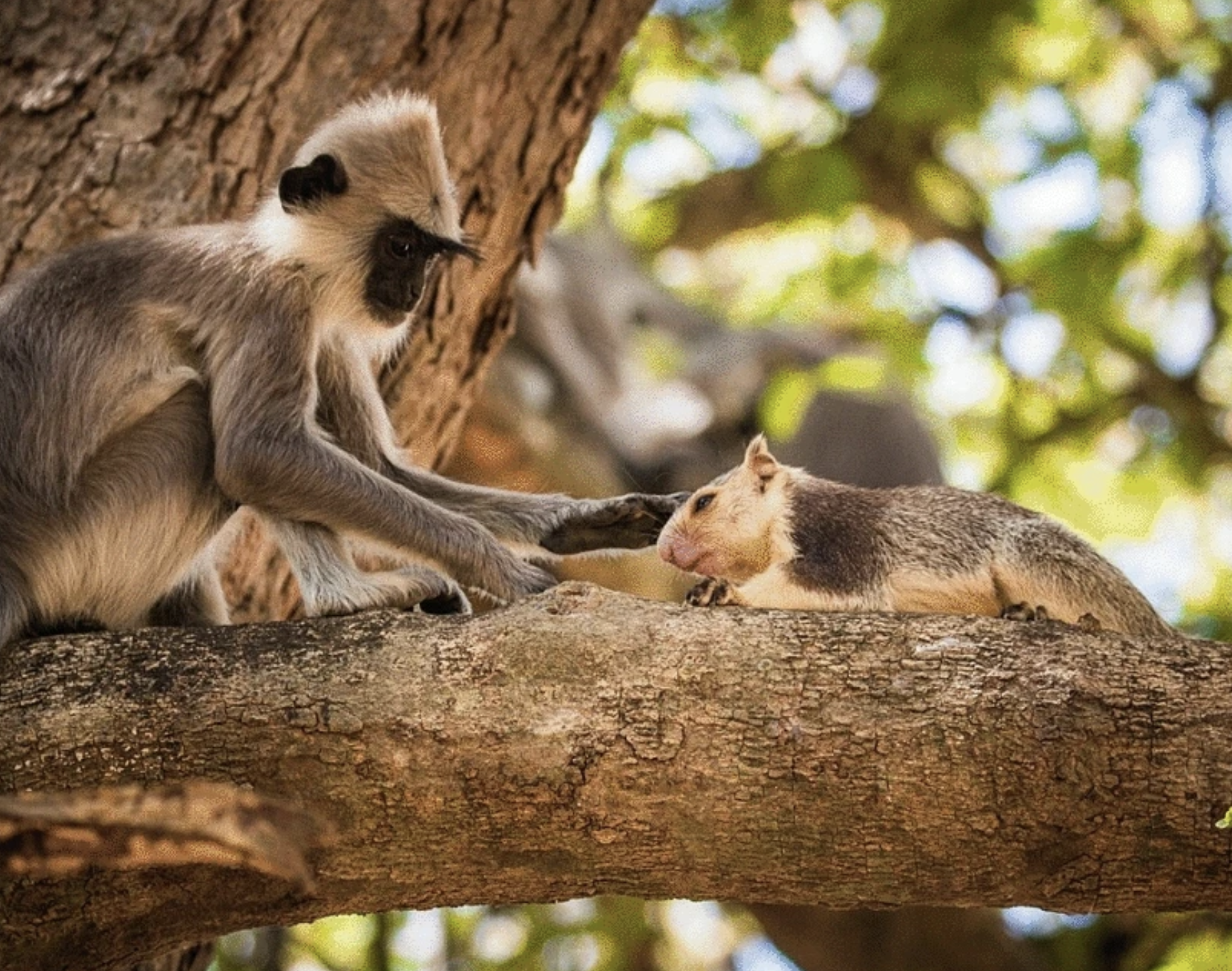 Study reveals widespread primate interactions with other species; findings suggest evolutionary roots of pet-keeping behavior in humans