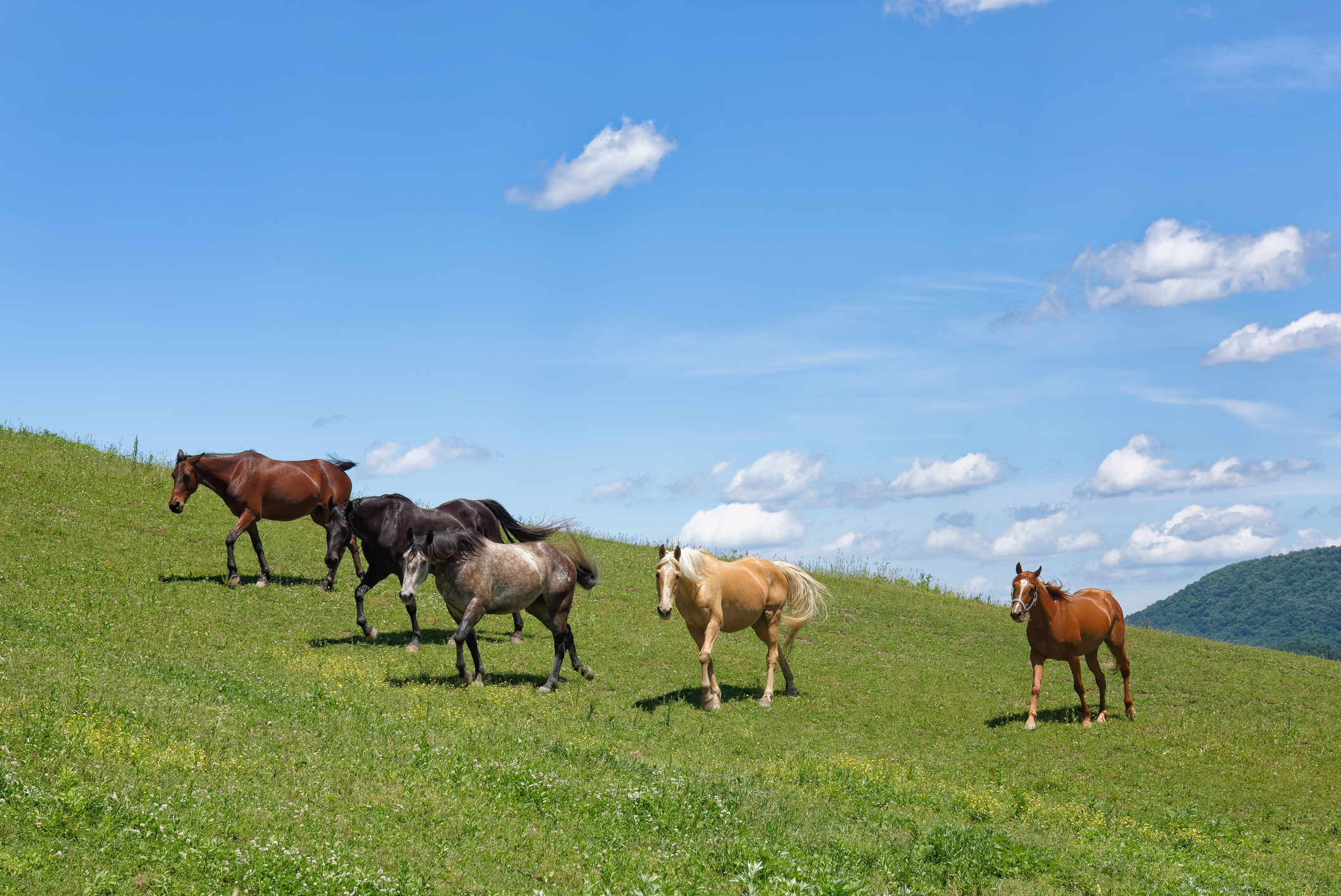 Genetic Sequencing Pinpoints the Origins of the Domestic Horse | Smart News - Vimarsana News