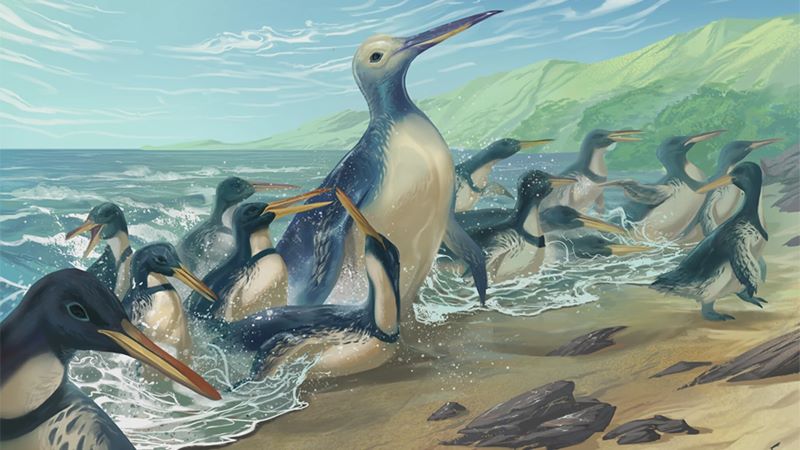 Fossils of a 340-Pound Giant Penguin Found in New Zealand | Smart News - Vimarsana News