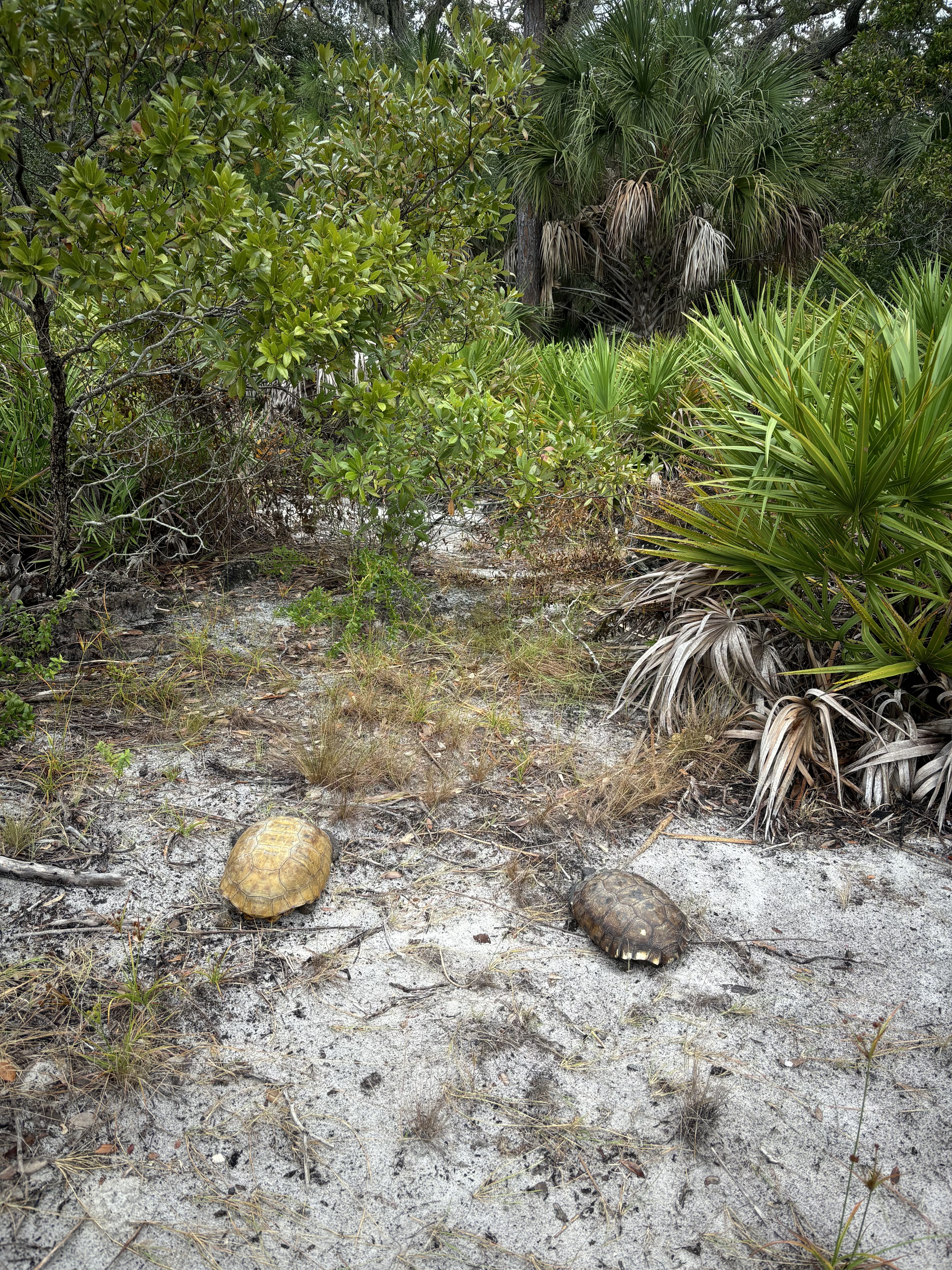 Two tortoises next to foliage
