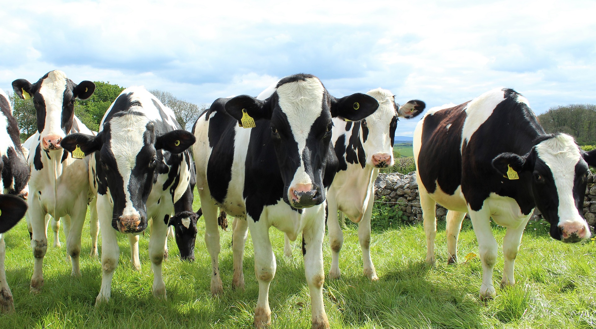 Cows That Ate Hemp Produced Milk With THC and CBD | Smart News - Vimarsana News