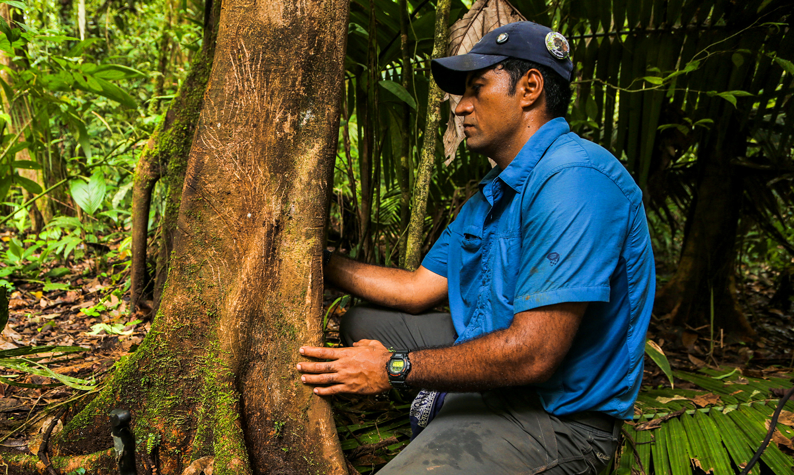 Can Humans and Jaguars Coexist? A Wildlife Biologist Uses Technology and Education to Reduce Conflict - Vimarsana News