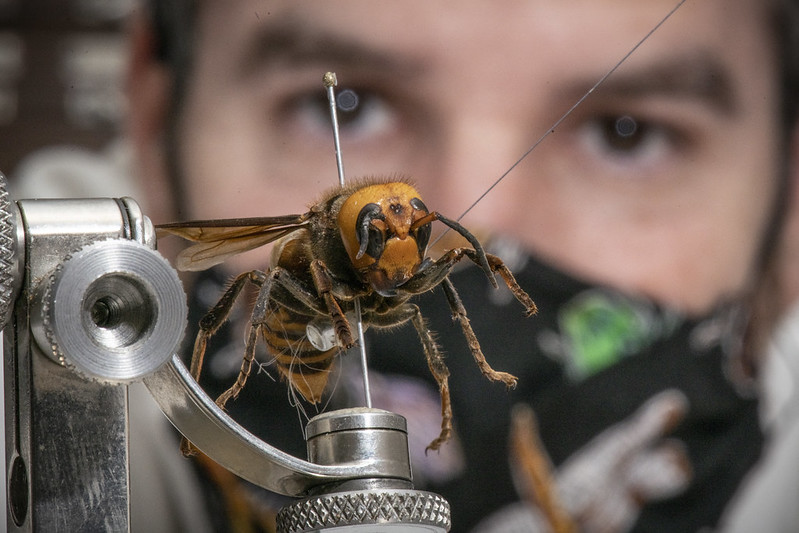 Meet the scientist who knows the buzz about the Asian giant hornet - Vimarsana News