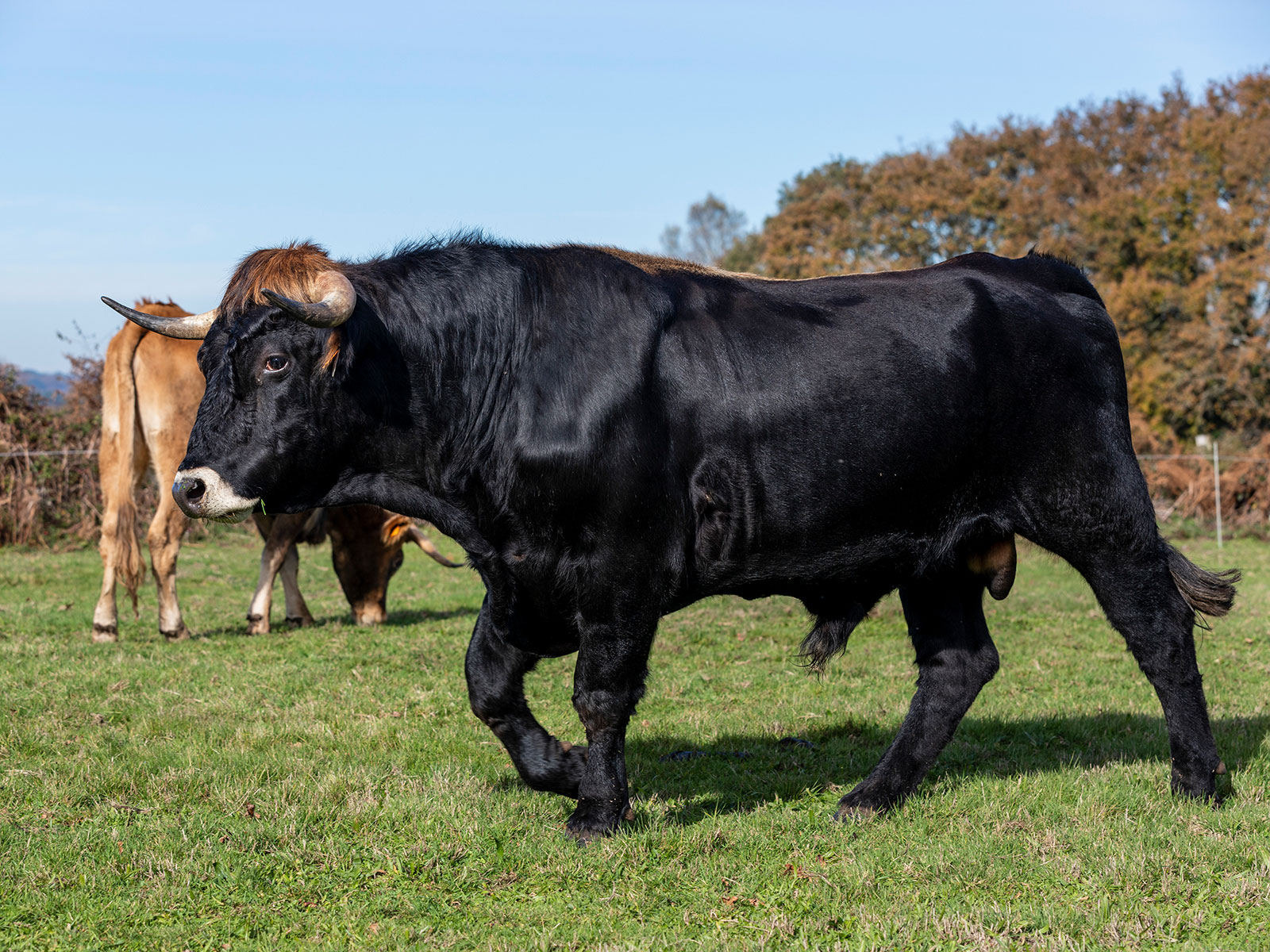 Bull Sperm Get by With a Little Help From Their Friends | Science - Vimarsana News