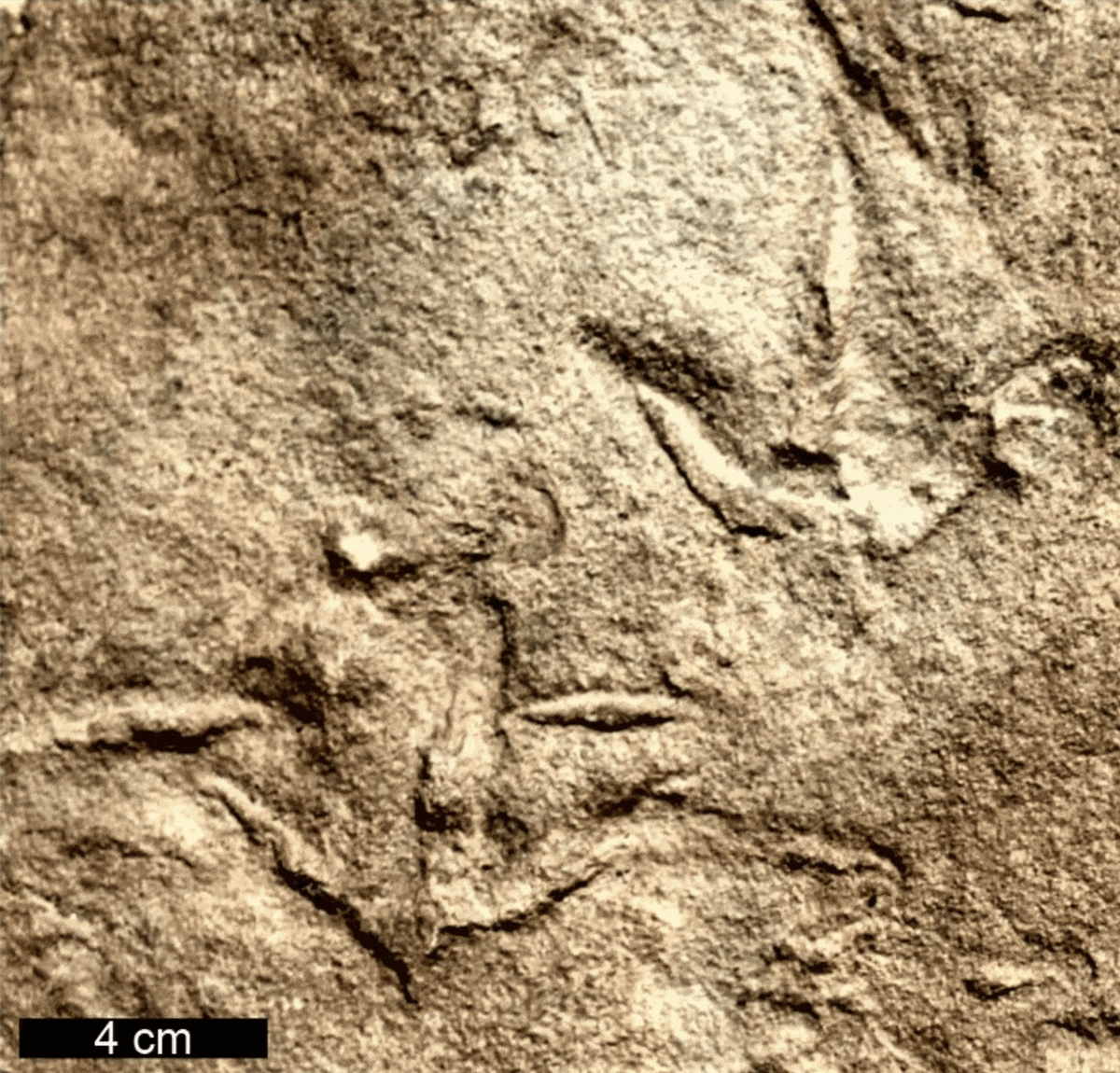 Fossilized&nbsp;Trisauropodiscus&nbsp;tracks from more than 210 million years ago (marked with 4 cm scale) compared to modern bird tracks from March 2018 (marked with 3 cm scale)