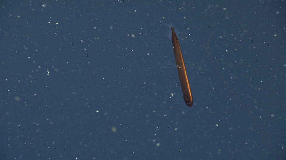 Rarely Seen Torpedo-Shaped Dragonfish Spotted Off California's Coast | Smart News - Vimarsana News