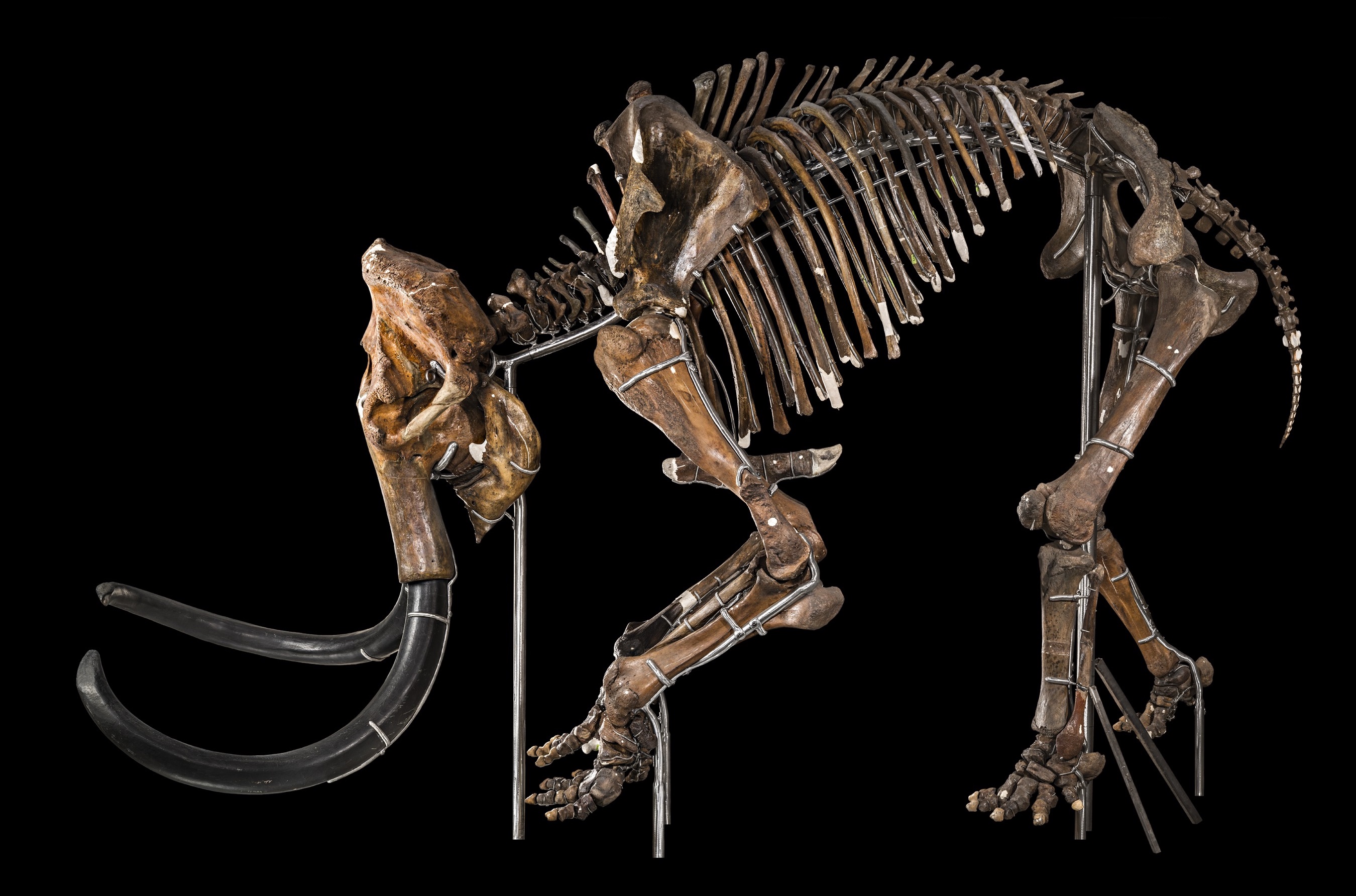 Celebrate Fabulous Fossils and More Natural History Programs This October - Vimarsana News